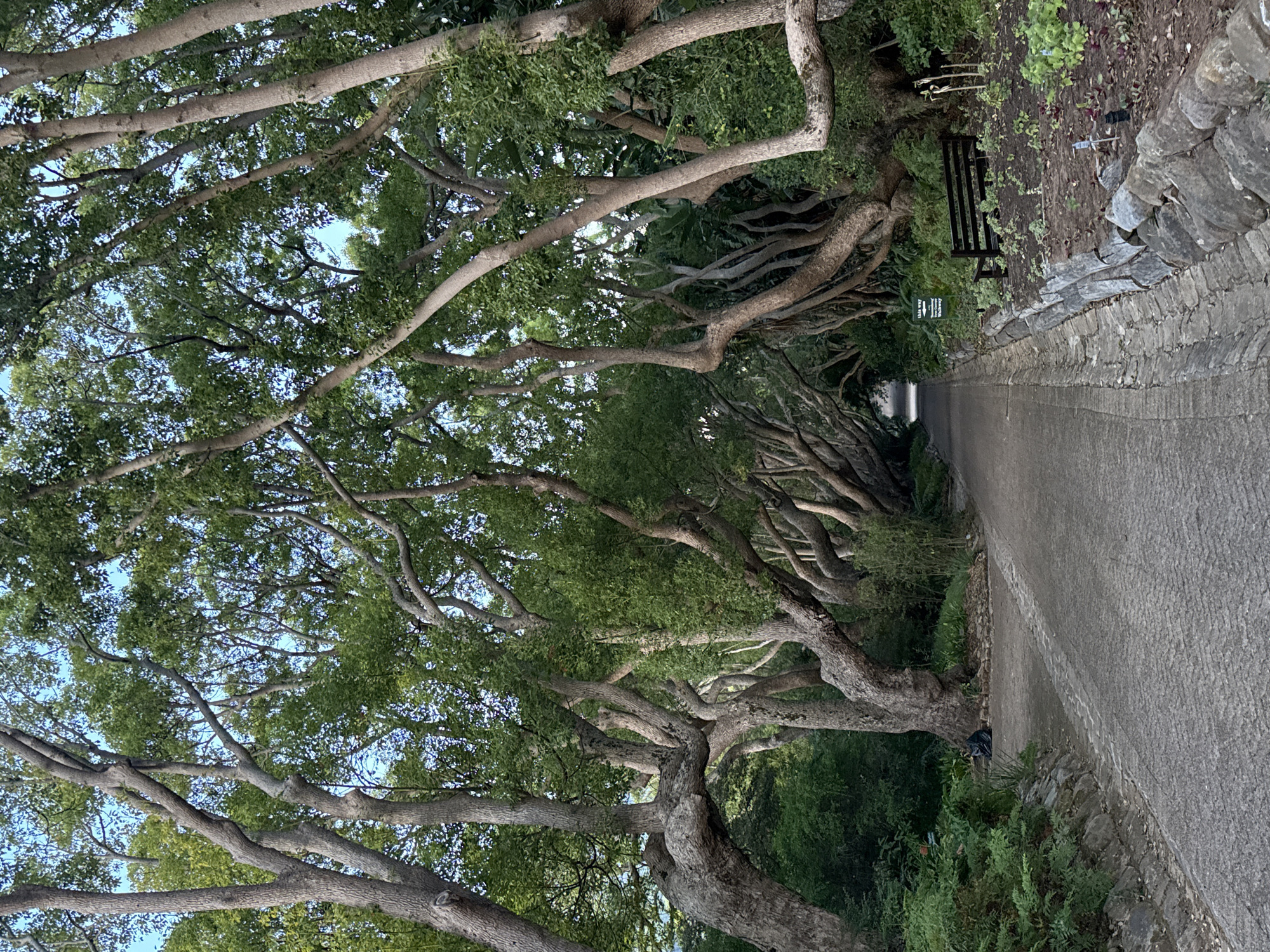 The image depicts a paved pathway in the Company's Garden, located in the city center of Cape Town, South Africa. The pathway, constructed from grey interlocking pavers, recedes into the distance, flanked on both sides by a dense canopy of mature, gnarled trees with textured grey-brown trunks and green foliage, creating a natural archway. Overhead, patches of clear blue sky are visible through the leaves. On the left side of the path, dense green undergrowth and ferns border the paved surface. A black refuse bag rests at the base of a large tree trunk on the left. On the right side, a low retaining wall of irregular grey stones borders a cultivated garden bed. Within this bed, a dark brown slatted wooden park bench is positioned. Adjacent to the bench, a small green sign with white text is partially visible. The garden bed contains sparsely planted small green and reddish-purple plants, along with some exposed soil and a few dried plant stalks. No individuals or animals are present in the scene. The lighting suggests natural daylight.