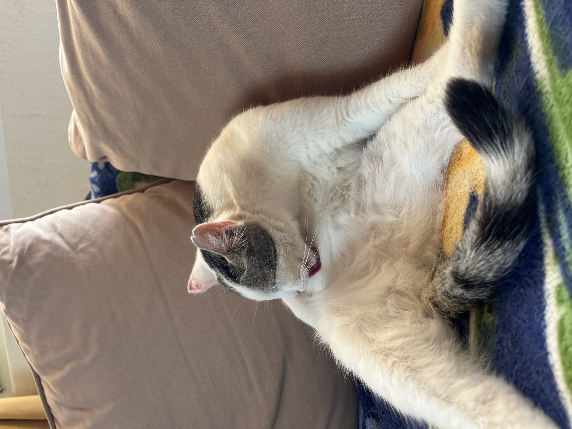 A close-up, overhead shot shows a calico cat with white, black, and grey fur lying down. The cat is facing left and appears to be grooming its front paw, with its head turned downwards and its tongue visible. The cat's body is mostly white with some grey and black markings on its head and tail. Its tail is curled around its body and has a black and grey striped pattern. The cat is lying on a striped blanket with blue, green, and yellow stripes. Behind the cat, there are two light brown sofa cushions. The lighting suggests it is daytime, and the setting appears to be indoors. There is no visible text in the image.