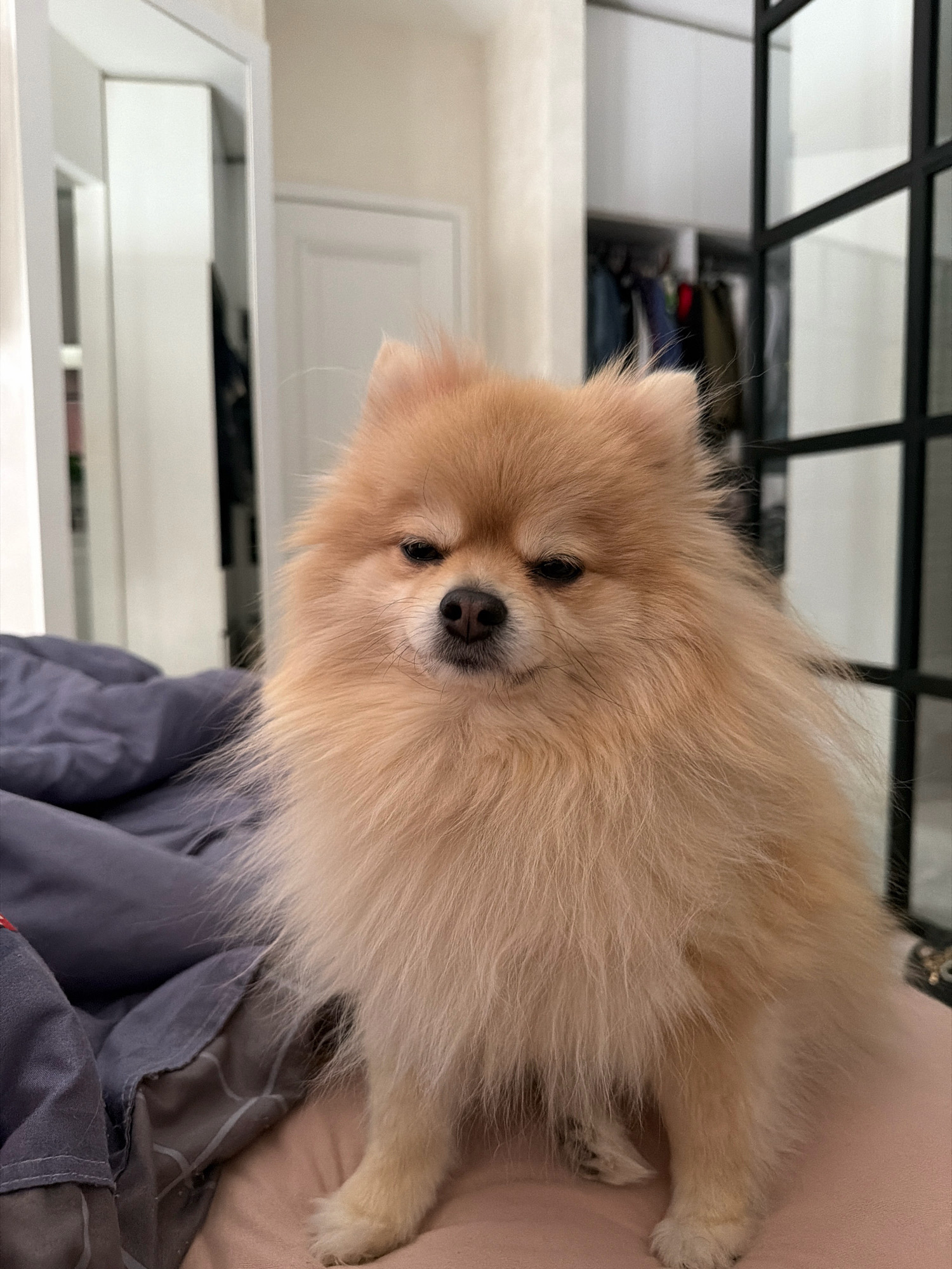 A fluffy, light brown Pomeranian dog is sitting on a bed in what appears to be a bedroom. The dog is facing the camera with a slightly sleepy or unimpressed expression. The bed is covered with a dark blue comforter and a pinkish sheet. In the background, there is a large mirror reflecting a white door and a closet with clothing. To the right of the dog, there is a black framed partition, possibly part of a wardrobe or room divider. The lighting suggests it is indoors, possibly in the morning or evening. No specific details indicate the location is in Tbilisi, Georgia.