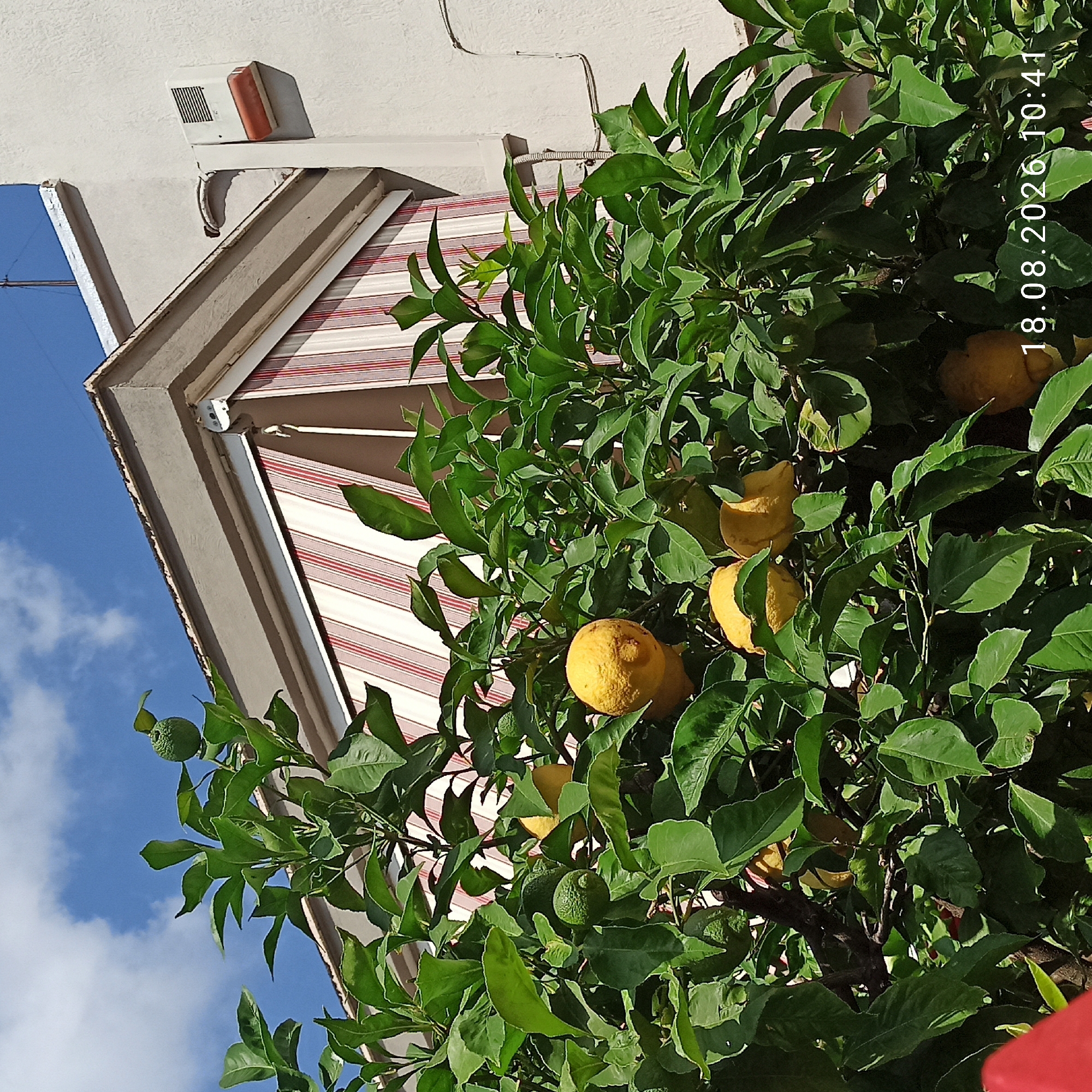 The image shows a close-up view of a lemon tree with ripe and unripe lemons, set against a background of a building with an awning. The leaves are lush and green, and several yellow lemons are visible among the foliage, as well as some smaller, greener fruits that appear to be developing lemons or limes.
The building in the background is a light-colored structure with a beige and cream-striped awning extending from a window or door. A corner of the building is visible, with some architectural details including a concrete overhang and an outdoor unit, possibly an air conditioner, mounted on the wall. The sky above is blue with scattered white clouds.
A timestamp in the lower right corner of the image reads "18.08.2026 10:41," indicating the date and time the photograph was taken. The scene appears to be outdoors in a residential or commercial area, likely a courtyard or a garden space adjacent to a building. The overall impression is one of a sunny day, with the vibrant green of the leaves and the bright yellow of the lemons suggesting a warm climate. The image lacks any human presence. The precise location in the city of Bitonto, Italy, cannot be determined solely from the visual information provided in the image.