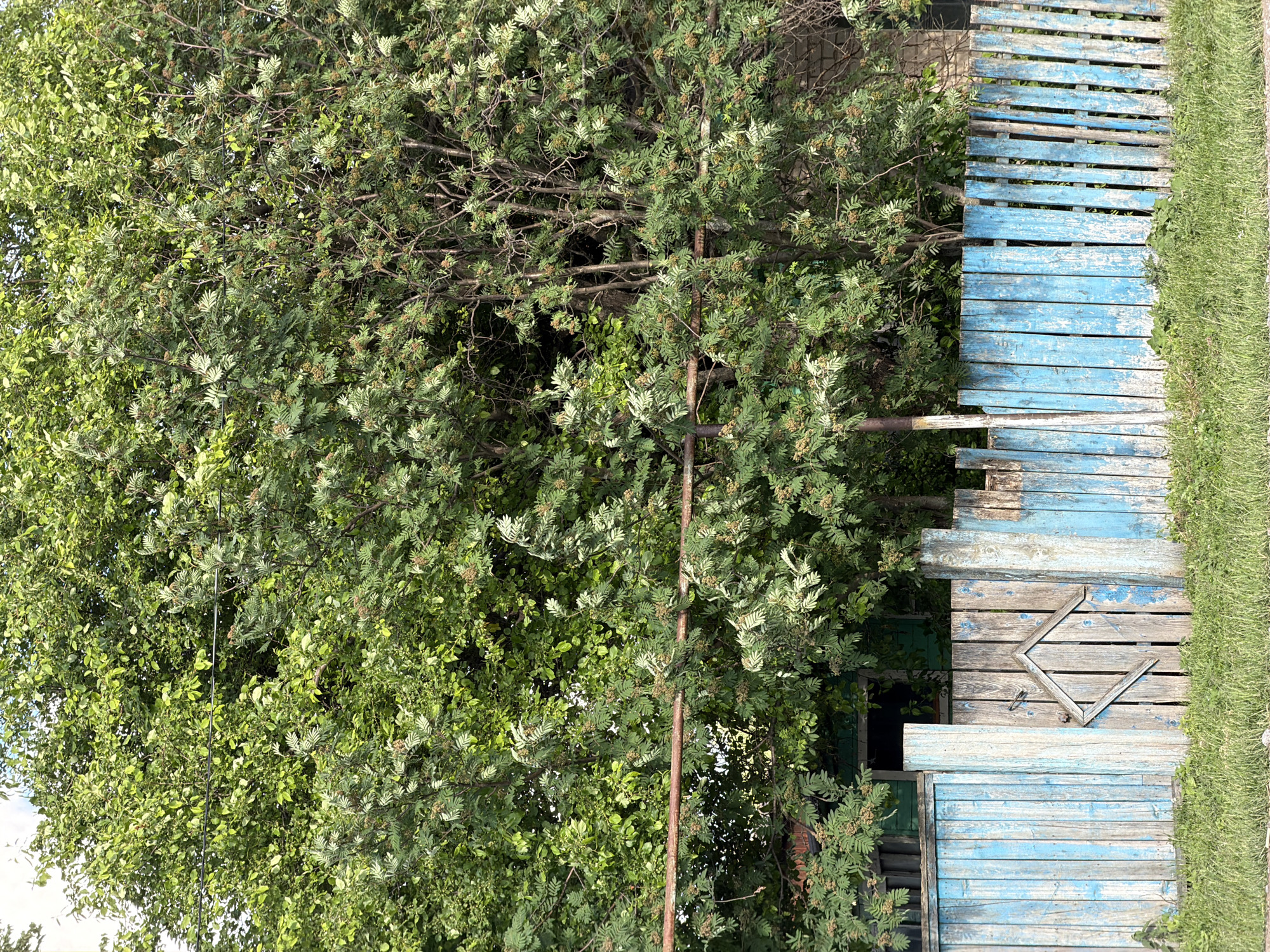 The media file displays a vibrant outdoor scene dominated by a large, dense tree on the left and a weathered blue wooden fence on the right, with a strip of green grass bordering the far right.

The tree, occupying most of the left side of the frame, is lush and full, exhibiting various shades of green leaves, suggesting rich foliage and possibly different types of plants or new growth. Its branches are visible through the leaves, especially in the center. A thin, reddish-brown metal pole or support extends vertically through the tree's foliage.

The fence, running vertically along the right side of the image, is constructed from horizontal wooden planks. It was once painted a bright blue, but the paint has significantly chipped and faded over time, revealing the natural, weathered wood underneath. Near the bottom-middle section of the fence, a broken, light-colored wooden frame (resembling a picture or window frame) lies horizontally on one of the planks, next to a small, dark, unidentifiable object. Below this, a dark opening, possibly a window or doorway of a building, can be partially seen behind the fence and tree.

The scene appears to be set during daytime under bright, ambient light, indicative of clear weather. There is no visible human or animal activity. The overall impression is one of rustic natural beauty, perhaps hinting at a rural or garden setting. There is no visible text in the image. The location is Akkuzovo, Russia.