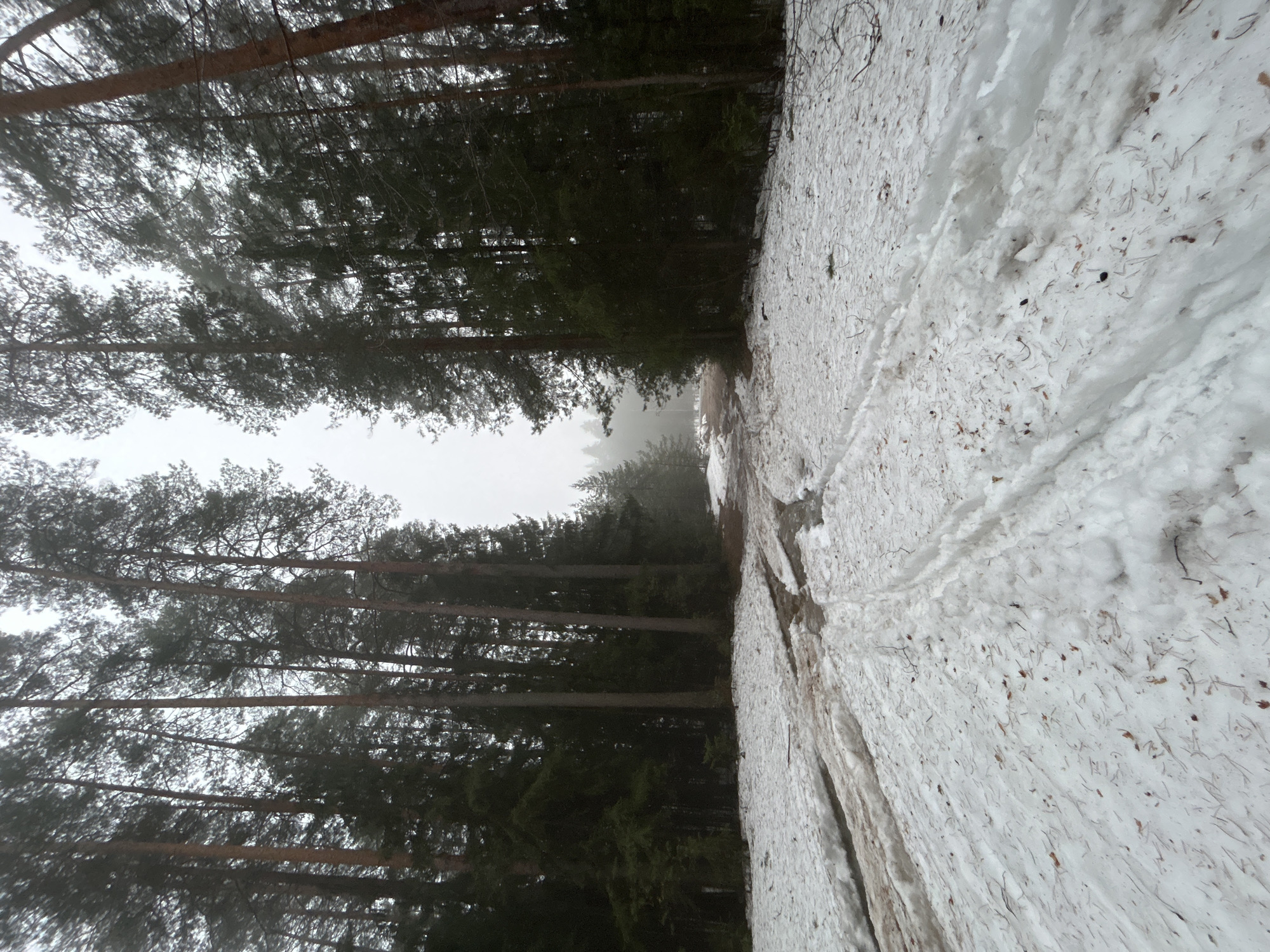 The image shows a snow-covered path in a forest. Tall trees line the left side of the path, their branches reaching upwards into the misty sky. The path is covered with snow and visible tracks. The scene is shrouded in fog, reducing visibility. The location is likely in a wooded area of the city of Chaikovsky, Russia.