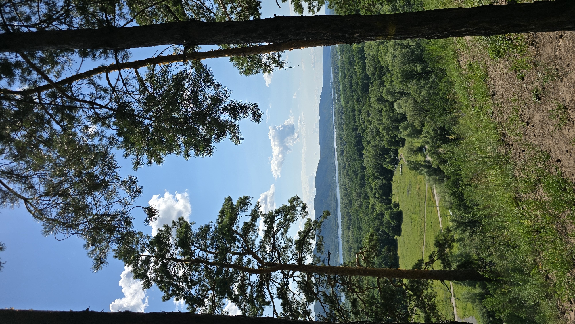 The image shows a panoramic view of a landscape from a high vantage point, likely a hill or cliffside. In the foreground, the trunks and branches of several pine trees frame the scene, with their needles silhouetted against a bright blue sky dotted with fluffy white clouds.
The midground features a verdant valley filled with a dense forest of deciduous trees, with patches of lighter green grassland interspersed. A winding road, possibly paved, cuts through the valley, with a single car visible on it. A body of water, likely a river or lake, stretches across the far midground, reflecting the sky.
In the background, a range of gently sloping hills or mountains forms a distant horizon, partially obscured by a light haze. The overall impression is one of a serene and natural environment under a clear, sunny day. This scene is consistent with the natural beauty found in the vicinity of Mastryukovo, Russia, which is known for its Volga River landscapes and forested areas.
