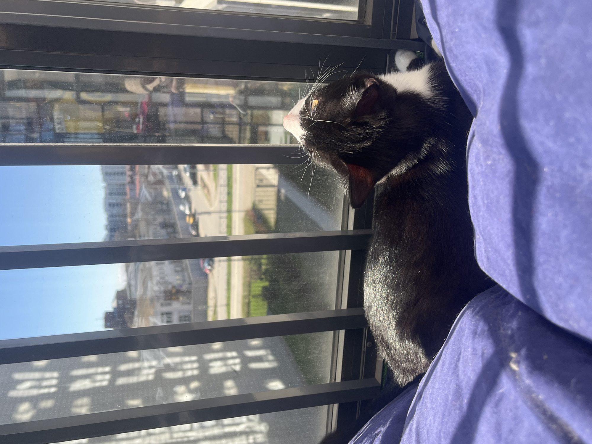 A black and white cat is positioned on a blue blanket next to a window with horizontal bars. The cat is looking out the window, which overlooks a city scene. Reflected in the window are buildings, roads, and vehicles. Based on the architecture, urban layout, and color palette, the scene appears to be in Saint Petersburg, Russia.