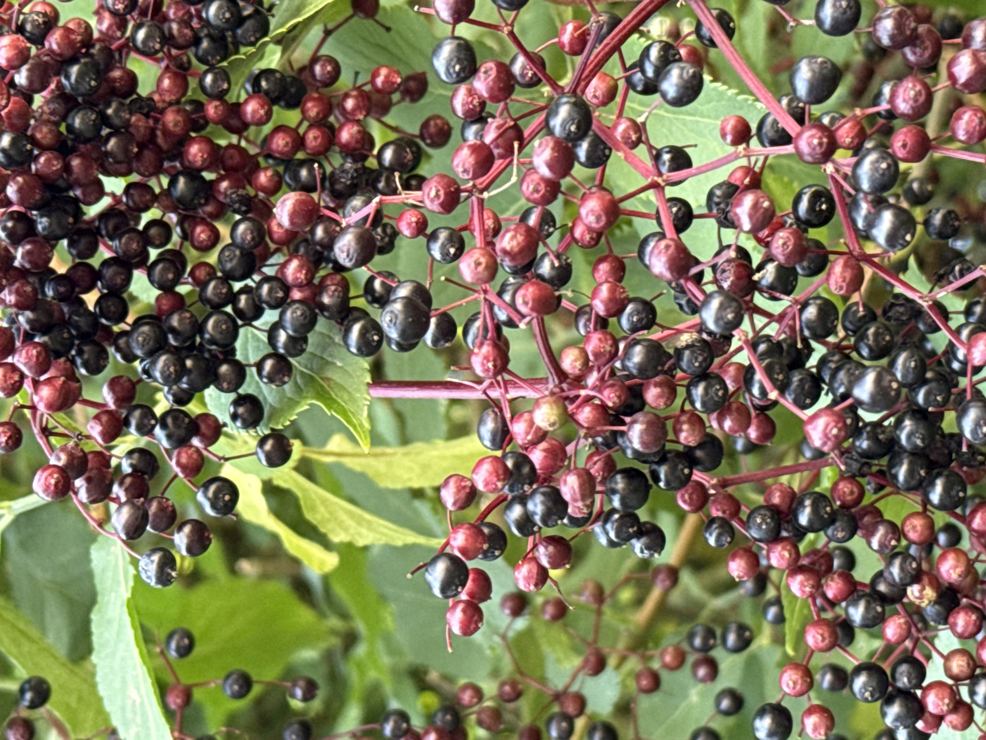 A close-up, eye-level, vertical shot captures a dense cluster of elderberries in various stages of ripeness, hanging from thin, reddish-purple stems against a blurred green background of leaves. The elderberries are predominantly dark purple to black, with some appearing a deep red. They are round and vary in size, clustered tightly together on branching stems. The lighting is natural, with some berries showing a slight sheen, indicating they are fresh. The scene appears to be in a natural setting, possibly a garden or park in Walkenried, Germany, given the context provided. There are no people or animals visible in the image, and no obvious signs of human interaction or manipulation of the scene. The focus is entirely on the botanical subject matter.