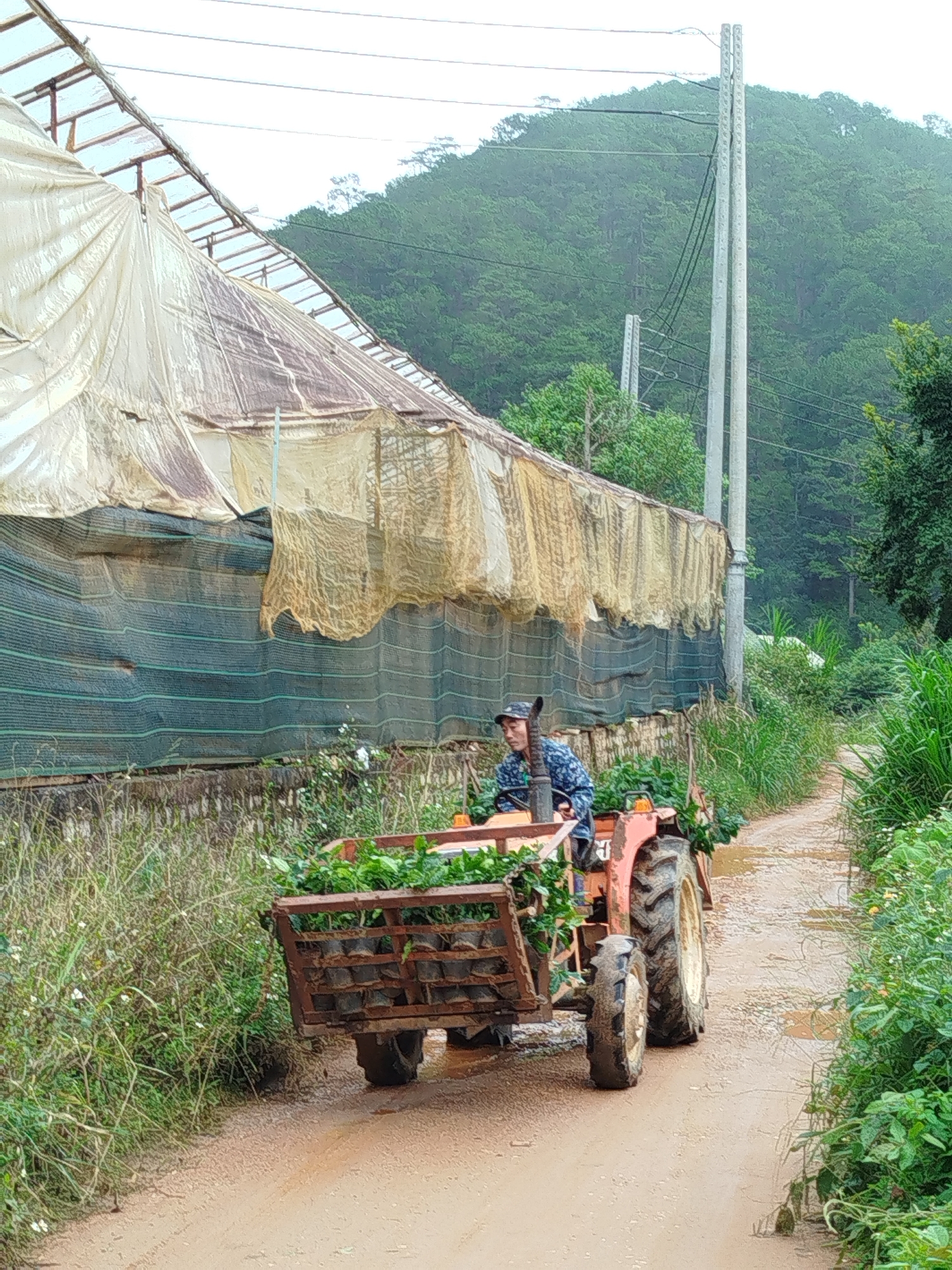 A person wearing a blue camouflage shirt and a hat is operating a small orange tractor on a dirt road. The tractor is pulling a trailer loaded with plants in pots. The scene is set in a rural area, with a large greenhouse to the left and a forested hillside in the background. Power lines are visible overhead. The ground is wet, with puddles suggesting recent rain. The vegetation is lush and green. The overall impression is one of agricultural activity in a natural, somewhat overcast setting, potentially in the outskirts of Da Lat, Vietnam, known for its agricultural landscapes and greenhouses.