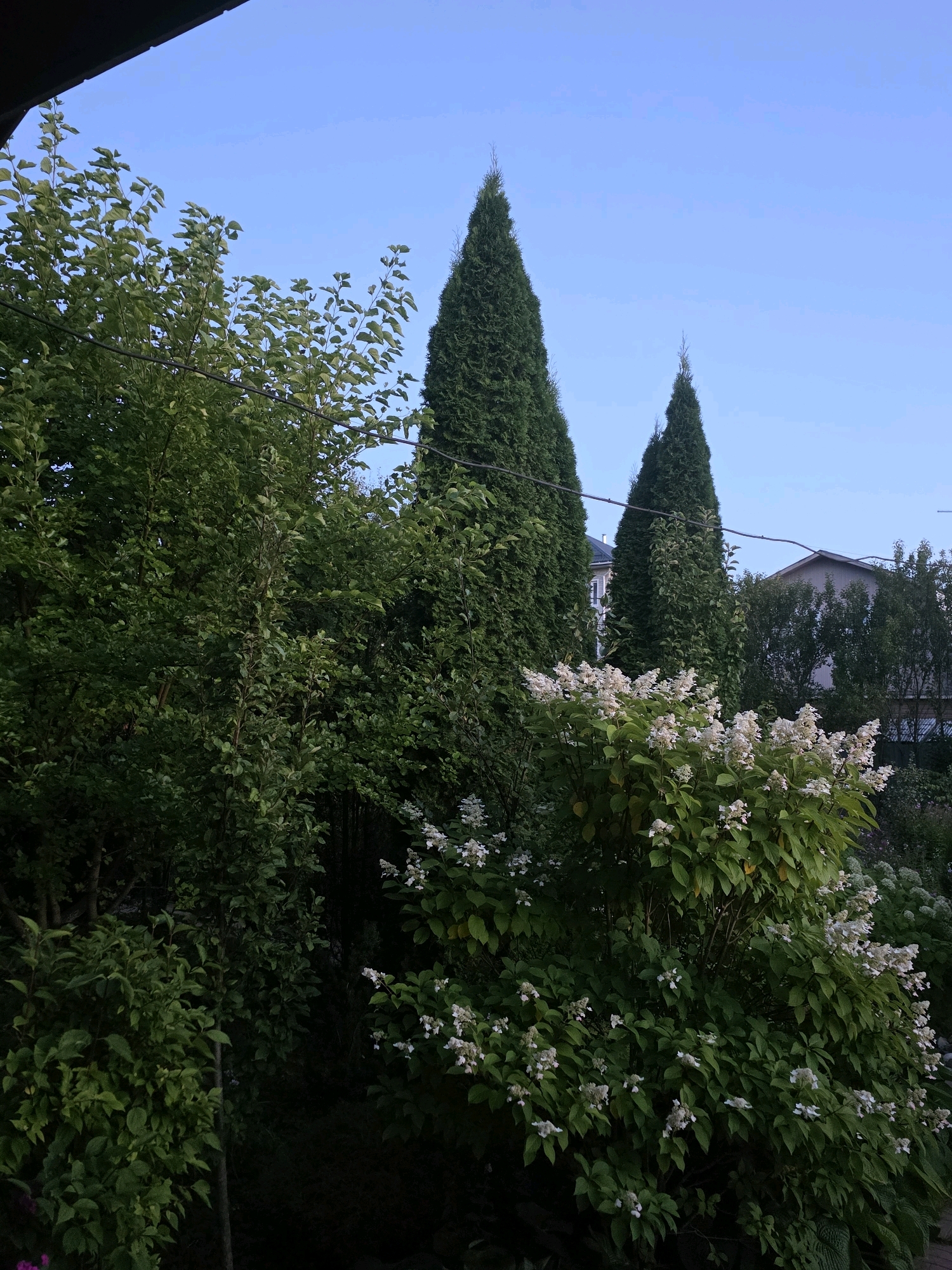 The image depicts a tranquil garden scene in Мартьяново Снт, Russia. Two tall, conical evergreen trees dominate the background, standing against a clear, pale blue sky. In the foreground, lush green foliage and a blooming bush with delicate white flowers create a dense, naturalistic setting. The lower part of the image is darker, suggesting shade from the dense vegetation. The overall impression is one of a peaceful, well-maintained garden, likely in a suburban or rural area, given the presence of houses visible behind the trees. There are no people or animals visible in the frame. The presence of power lines suggests proximity to a residential area.