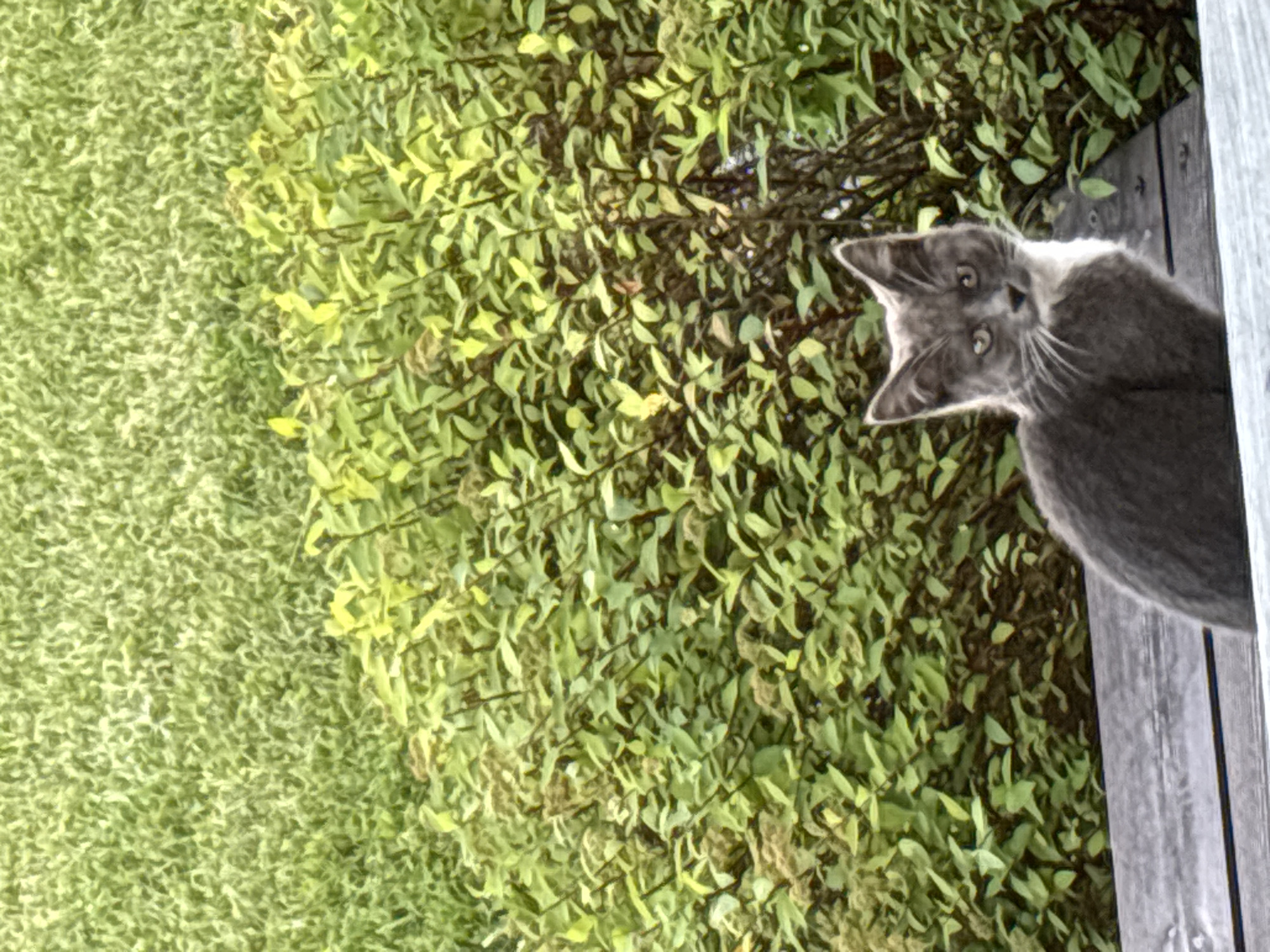 A medium shot shows a gray cat with white markings sitting on a wooden bench. The cat is looking directly at the camera with wide eyes. Behind the cat is a dense green bush. In the background, there is a grassy lawn. The scene appears to be outdoors in a natural setting, possibly a park or garden. The image quality is slightly grainy. The location of this scene within Zvenigorod, Russia, is not specified in the image or its associated metadata.