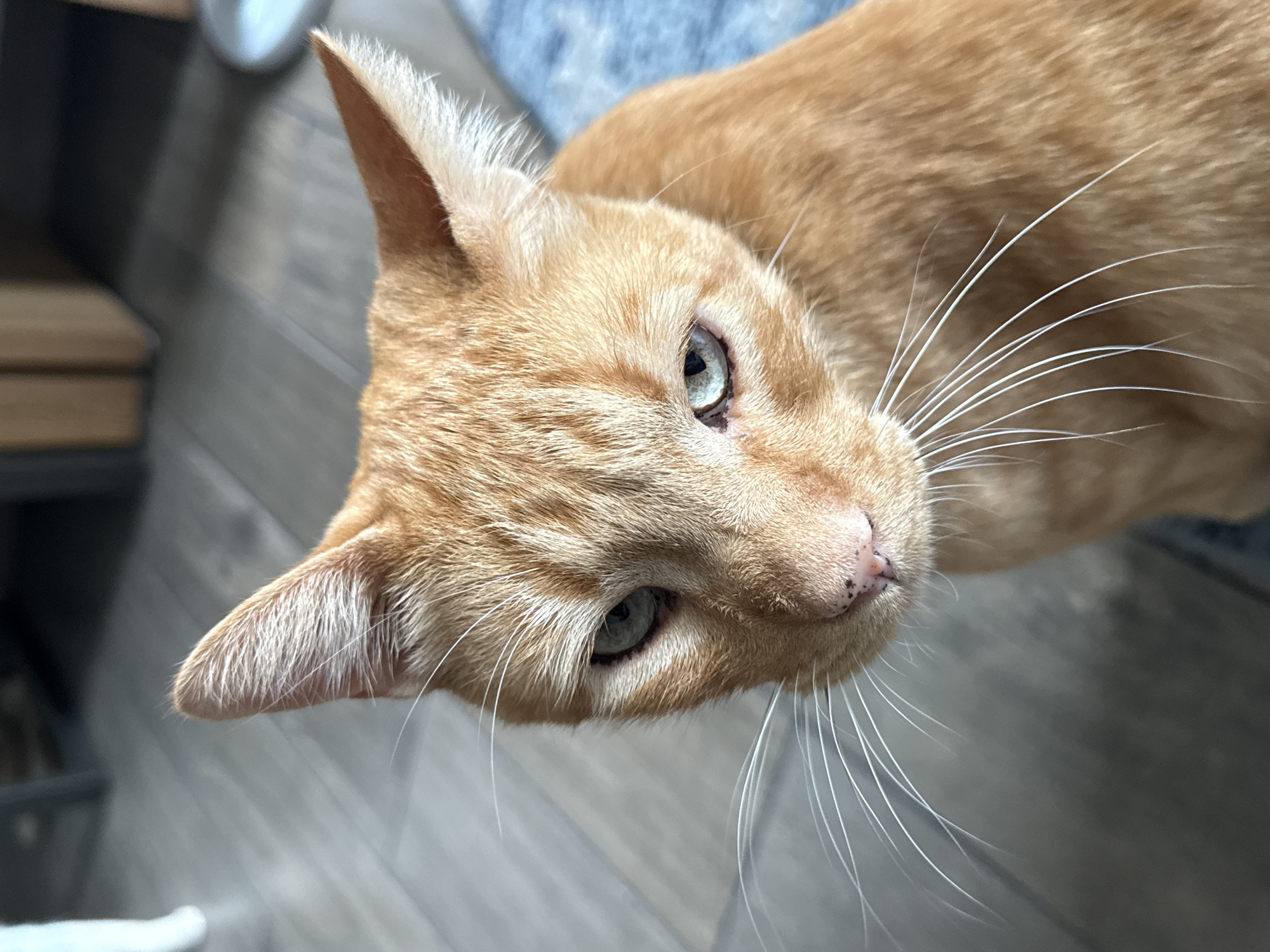A close-up, high-angle shot features an orange tabby cat with green eyes. The cat's head is tilted towards the viewer, emphasizing its facial features. The background includes wooden floor planks and a glimpse of a blue rug and a white object, out of focus. The location is not identifiable as being in Mexico City, Mexico.