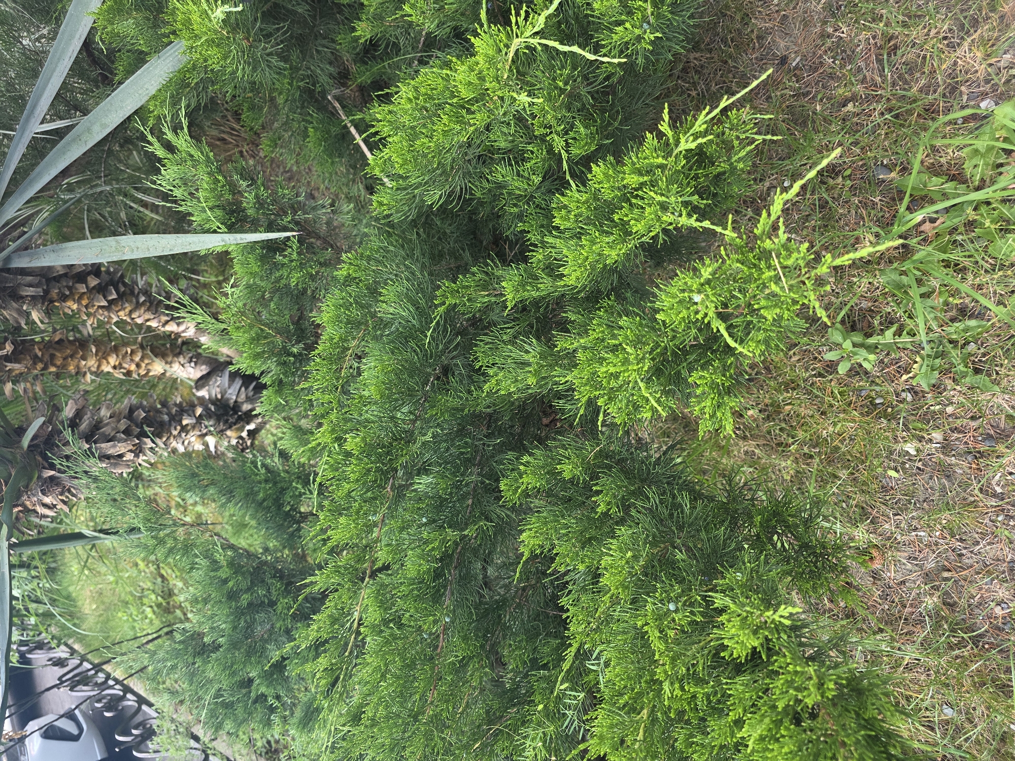 The media file shows a close-up, vertical view of lush green juniper branches and some dry grass and soil. On the left side of the frame, the tip of a large, bluish-green succulent plant and a portion of a palm tree trunk are visible, suggesting an outdoor setting with a mix of tropical and coniferous vegetation. The juniper branches are dense and feathery, with some small, dark blue berries or cones scattered amongst the foliage. The overall impression is one of verdant growth. The lighting suggests it is daytime. There is no visible text in the image. The context provided indicates the location is Sochi, Russia.