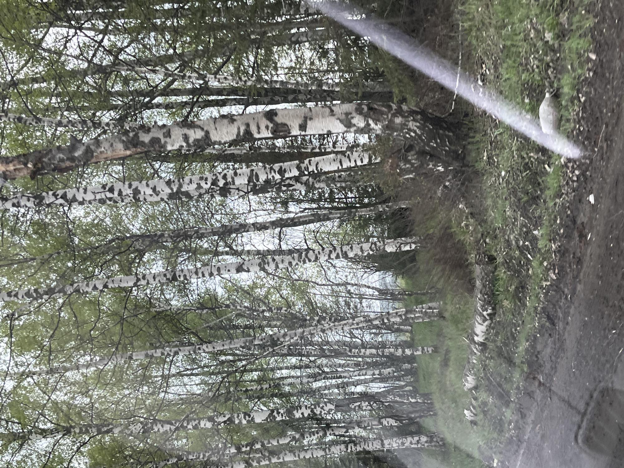 A dirt road is flanked by a dense grove of birch trees with their characteristic white bark and dark markings. The trees are relatively young and slender, forming a canopy with sparse green leaves. The ground adjacent to the road is covered in grass and some muddy patches. A bright glare obscures part of the view, possibly from the sun reflecting off a surface. The location is likely Yakshur-Bod'ya, Russia, based on the prevalence of birch forests in the region.