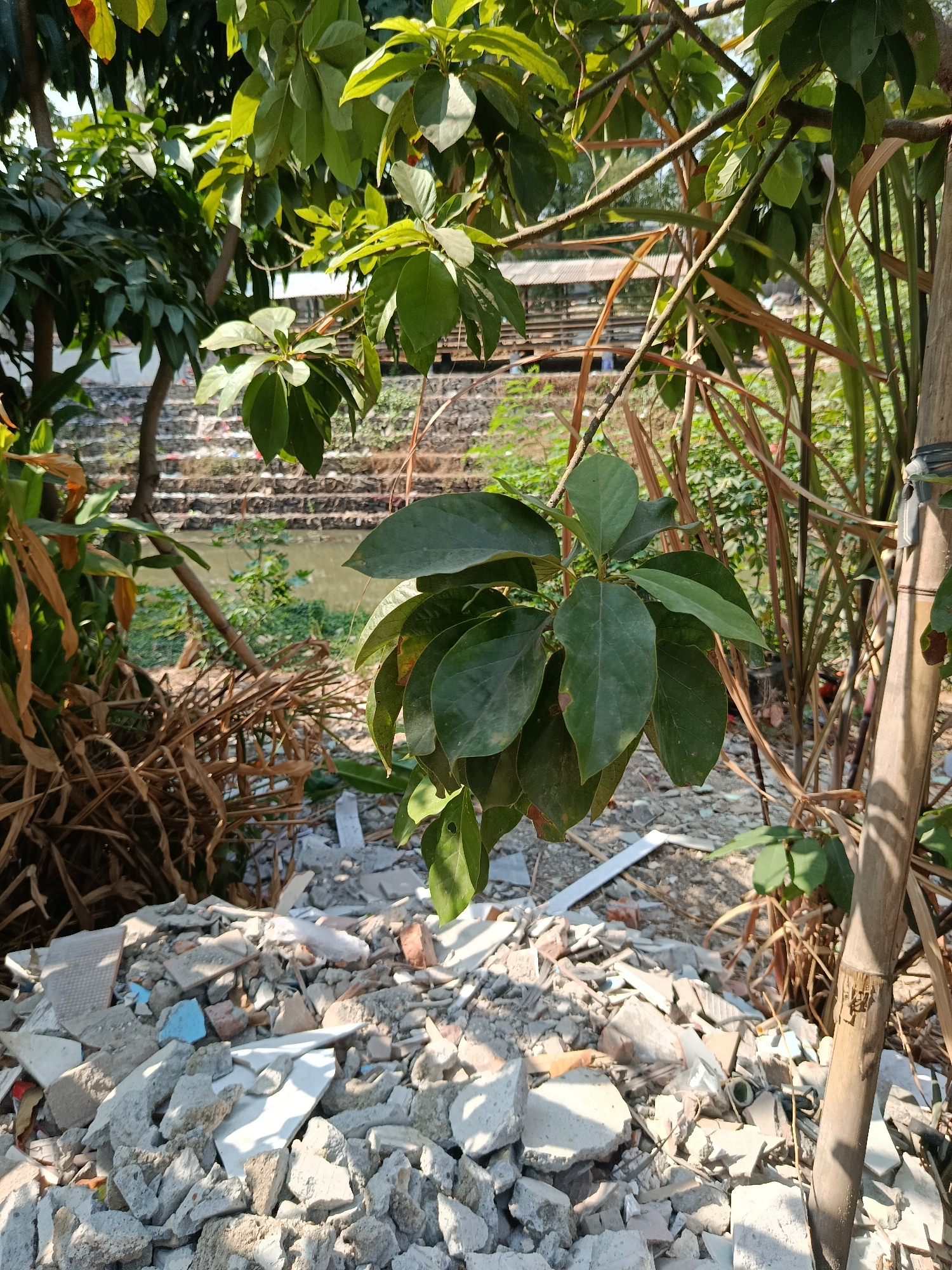 The image depicts a close-up view of a leafy branch from an avocado tree, its dark green leaves contrasting with the debris-strewn ground in the foreground. The ground is covered with a chaotic assortment of broken concrete, tiles of various colors including white and blue, and other construction waste. Behind the debris and the avocado tree, a body of water, likely a canal or river, is visible, bordered by a retaining wall constructed from stacked stones and rubble. Further in the background, beyond the water, a simple structure with a corrugated metal roof can be seen. The scene suggests an outdoor, possibly semi-rural or neglected urban environment, possibly an area undergoing construction or demolition, or an area affected by waste accumulation. The lighting indicates it is daytime, with sunlight casting shadows. No people are visible in the image. The location is identified as Wanasari, Indonesia.