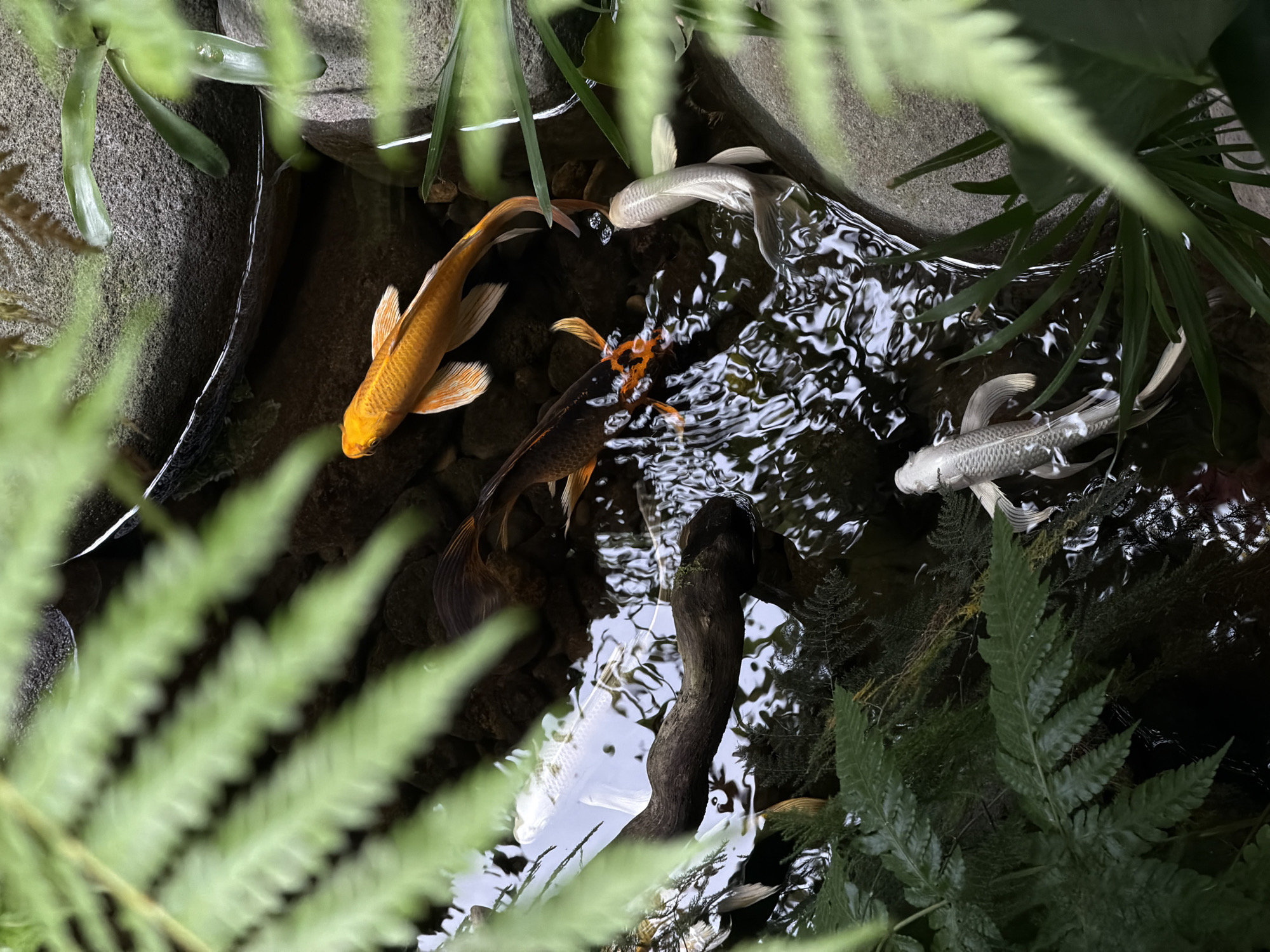 The image shows a pond located in North Kuta, Indonesia, containing several koi fish. There are three prominent koi with distinct colorations: one gold, one black and orange, and two silver. The fish are swimming in water that is rippled, creating reflections and distortions. The pond is surrounded by rocks and various green plants, including ferns and other leafy foliage, which partially obscures the view of the water and the fish. There is also a small branch partially submerged in the water. The scene is viewed from above, giving a full perspective of the pond's contents.