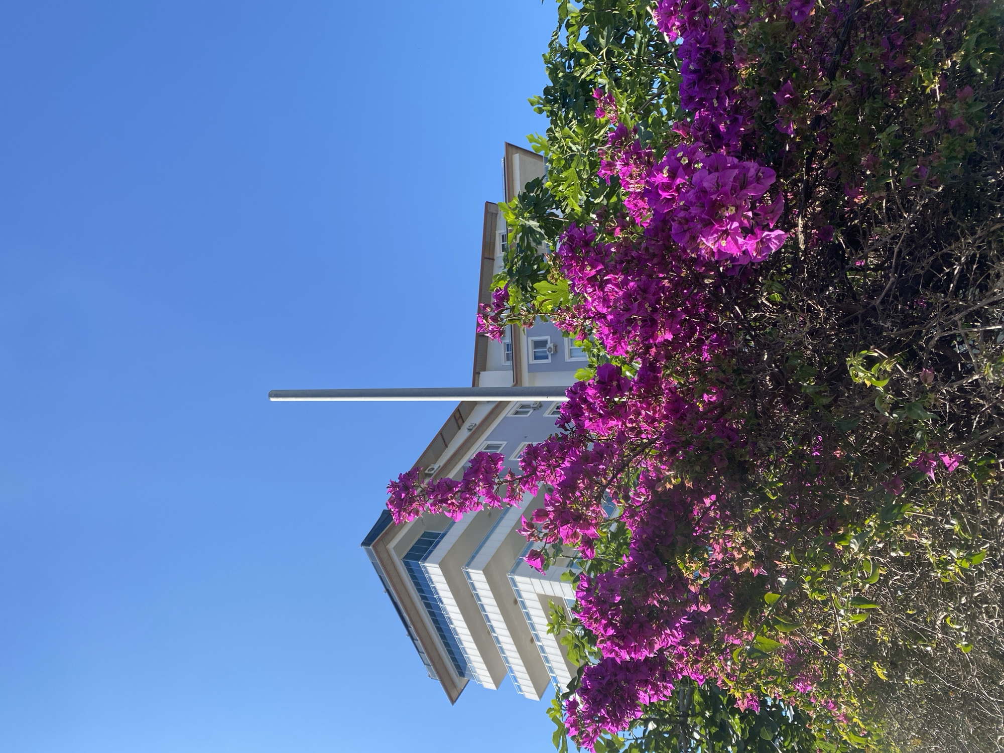 The image captures an upward-looking perspective of a vibrant outdoor scene, featuring a building, lush flora, and a clear blue sky.
On the left side of the frame, a multi-story building, likely an apartment complex or hotel, stands tall. It has a light-colored facade, possibly white or pale blue, with prominent balconies and large windows that reflect the sky. Some windows appear to have dark frames, and air conditioning units are visible on some of the balconies. The building's architecture seems modern, with a slightly angled roofline.
Dominating the right side and parts of the foreground is a dense, sprawling bush of bright purple bougainvillea flowers, intermingled with vibrant green leaves and some darker, bare branches. The flowers are in full bloom, presenting a rich texture and striking color contrast against the background.
The upper portion of the image is filled with a vast, unbroken expanse of clear, brilliant blue sky, indicating a sunny day without clouds. A slender, light-colored pole, possibly a lamppost or antenna, extends diagonally into the sky from the left side.
The bright, even lighting suggests it is daytime, likely during the mid-morning or afternoon. The presence of bougainvillea and the architectural style are consistent with the given location context of Alanya, Turkey. No visible text is present in the image.