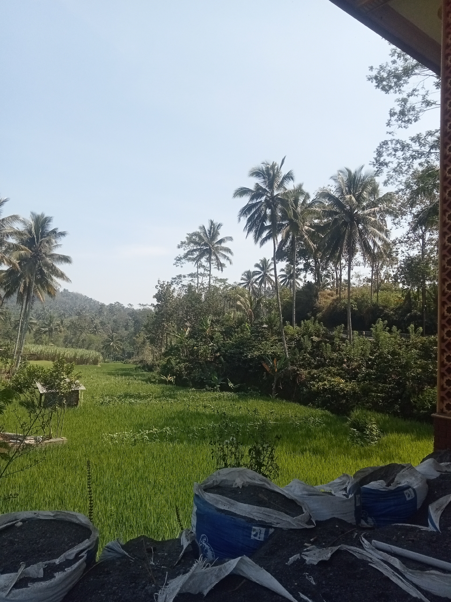 The image depicts a lush, green rice paddy field in Tlogosari, Indonesia, bathed in clear, bright sunlight under a pale blue sky. A small, weathered wooden structure, possibly a shed or shelter, sits on the left edge of the field. In the foreground, several large, white sacks are piled high, filled with dark soil or compost. Some of these sacks are blue. The background is dominated by a dense forest with numerous palm trees scattered throughout, their fronds reaching towards the sky. The landscape appears hilly, with more vegetation visible on the distant slopes. The perspective suggests the photograph was taken from a raised vantage point, possibly a balcony or porch, as indicated by the wooden structure on the right edge of the frame which features decorative latticework. No people or animals are visible in the scene.