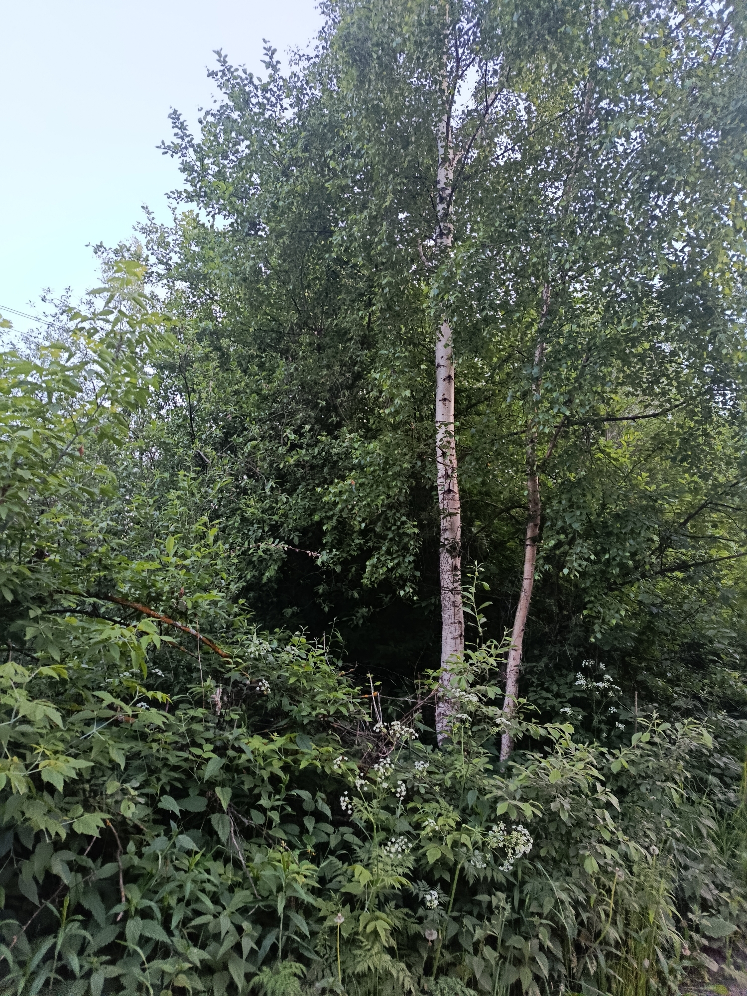The image depicts a dense, overgrown natural or semi-natural area, consistent with a woodland edge or a neglected green space. The scene is dominated by various shades of green foliage under an overcast sky.
In the mid-ground, slightly to the right of the center, two prominent deciduous trees with distinctive white and dark-marked bark, characteristic of birch trees (Betula species), stand tall. Their branches extend upwards, obscured by a dense canopy of small, light green leaves. Other trees and shrubs with similar green foliage form a thick background, creating a deep, shadowed area behind the birches and further to the right.
The foreground and lower mid-ground are filled with a lush undergrowth of diverse herbaceous plants and shrubs, exhibiting various leaf shapes and textures. Clusters of small white flowers, possibly from the Apiaceae family (umbellifers), are visible scattered throughout this lower vegetation, particularly in the lower right and mid-left. A few thin, reddish-brown branches are intertwined within the green mass in the left mid-ground.
The sky in the upper left quadrant is uniformly pale, indicating an overcast condition or diffused daylight. A faint dark, linear element, possibly a utility wire or cable, is barely discernible against the pale sky in the extreme upper left. No people or artificial structures are clearly identifiable within the frame.
Regarding the location in the city of Верея, Russia, the visual content of the image does not provide any specific landmarks, architectural features, street signs, or unique geographical markers that would allow for precise identification of its exact location within that city. The scene depicts a generic natural environment.