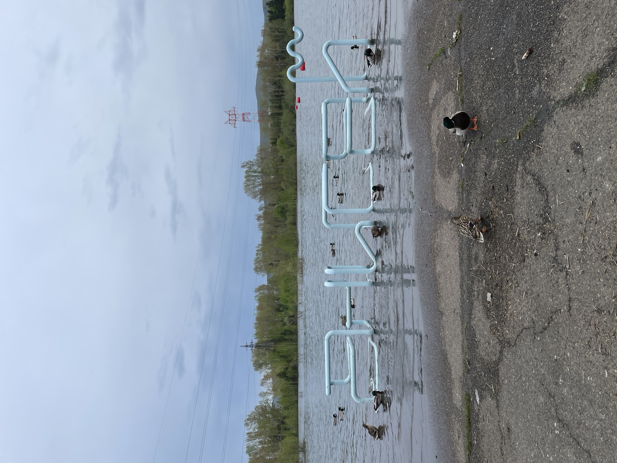 The image shows a flooded area in what appears to be a park setting in Krasnoyarsk, Russia, near the Yenisey River. The water level is high enough to submerge parts of a blue metal structure, possibly playground equipment. There are ducks swimming in the water and standing on the asphalt ground near the flooded area. In the background, there's a line of trees and a transmission tower. The sky is overcast. The asphalt ground appears wet and has some debris. The scene suggests a recent flood event.