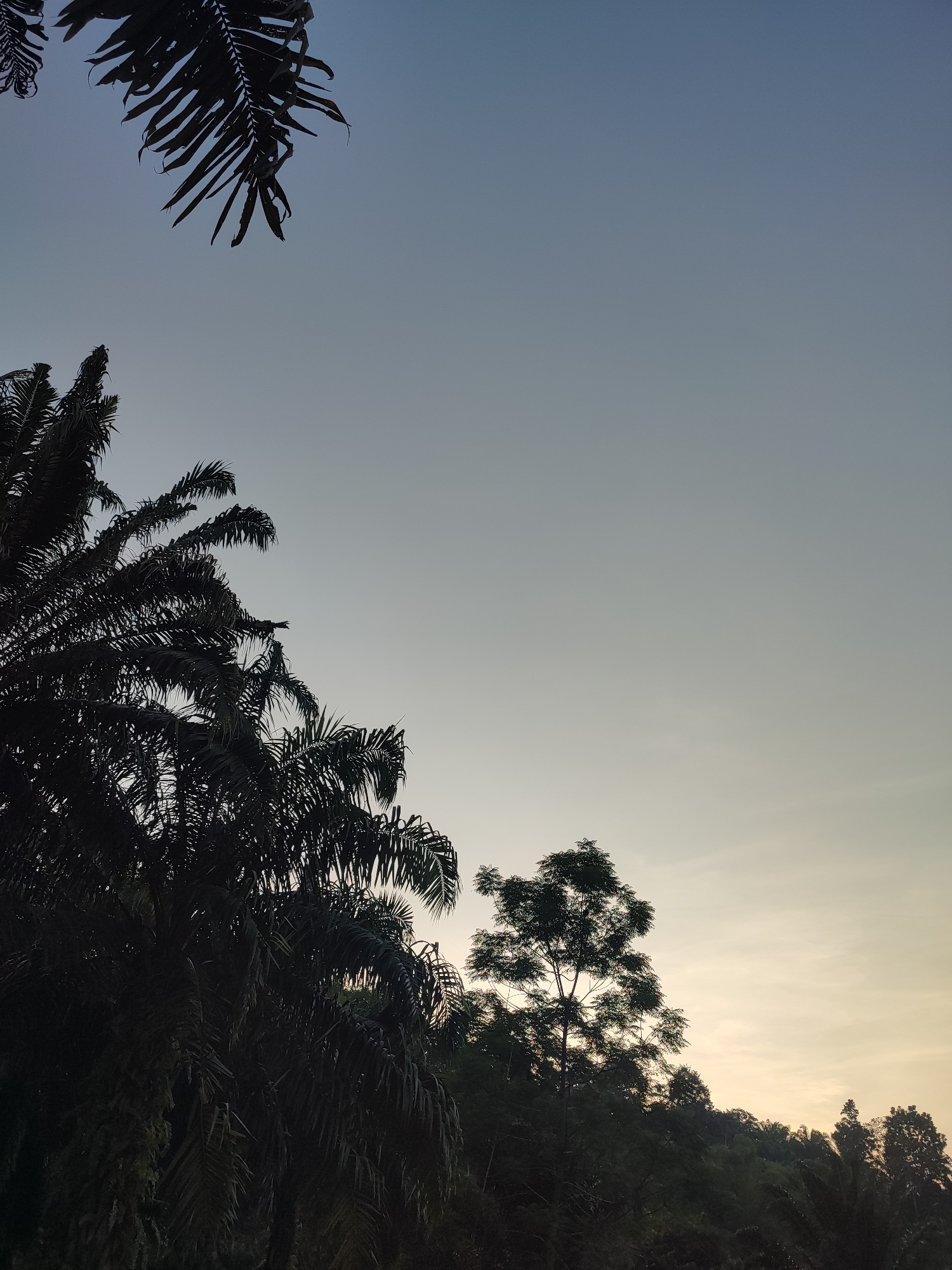 In Saweuk, Indonesia, this image captures a silhouetted landscape of lush vegetation against a gradient sky. The sky transitions from a pale blue at the top to a soft yellow-orange near the horizon, suggesting either sunrise or sunset. Dominating the foreground on the left are the dark, feathery fronds of palm trees, their intricate shapes clearly defined against the lighter sky. To the right, a solitary, taller tree stands out, also silhouetted, with its branches reaching upwards. Behind this tree, a dense line of trees and foliage forms a dark, undulating silhouette along the horizon, indicating a hilly or uneven terrain. The overall impression is one of natural beauty at the edge of daylight, with a focus on the interplay of light and shadow in a tropical environment.