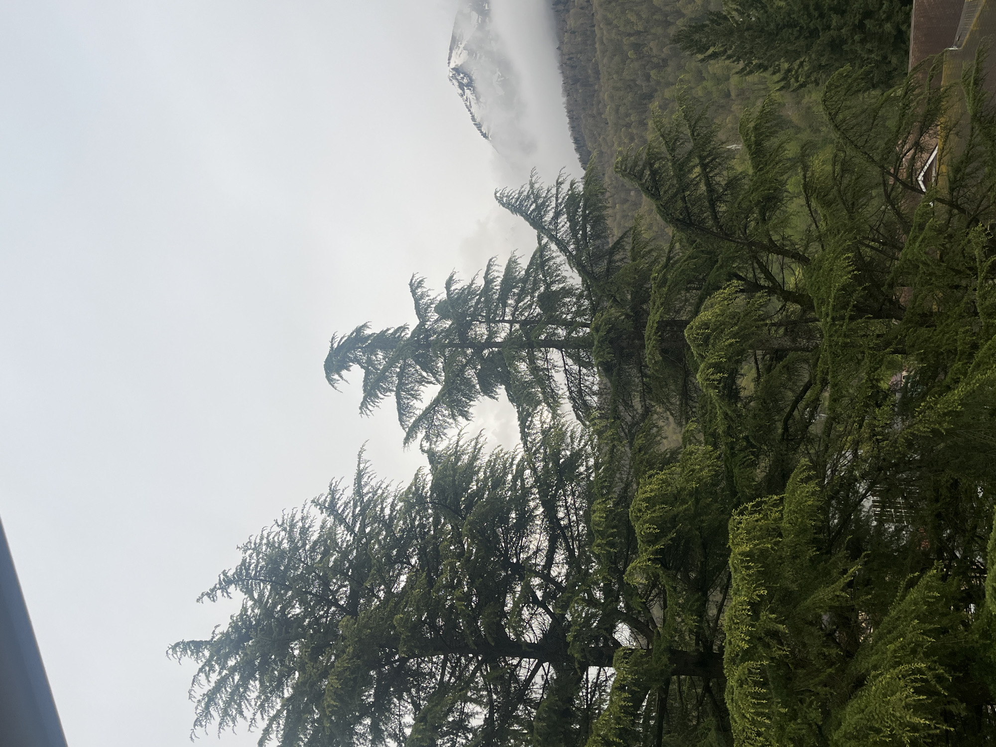 The image captures a landscape in Unknown, Unknown, featuring lush green trees in the foreground. The trees appear dense and are slightly swaying, possibly due to wind. In the background, partially obscured by clouds or fog, is a mountain range with a snow-capped peak. The sky is overcast, contributing to a muted color palette. The overall environment suggests a mountainous or hilly region with a temperate climate.