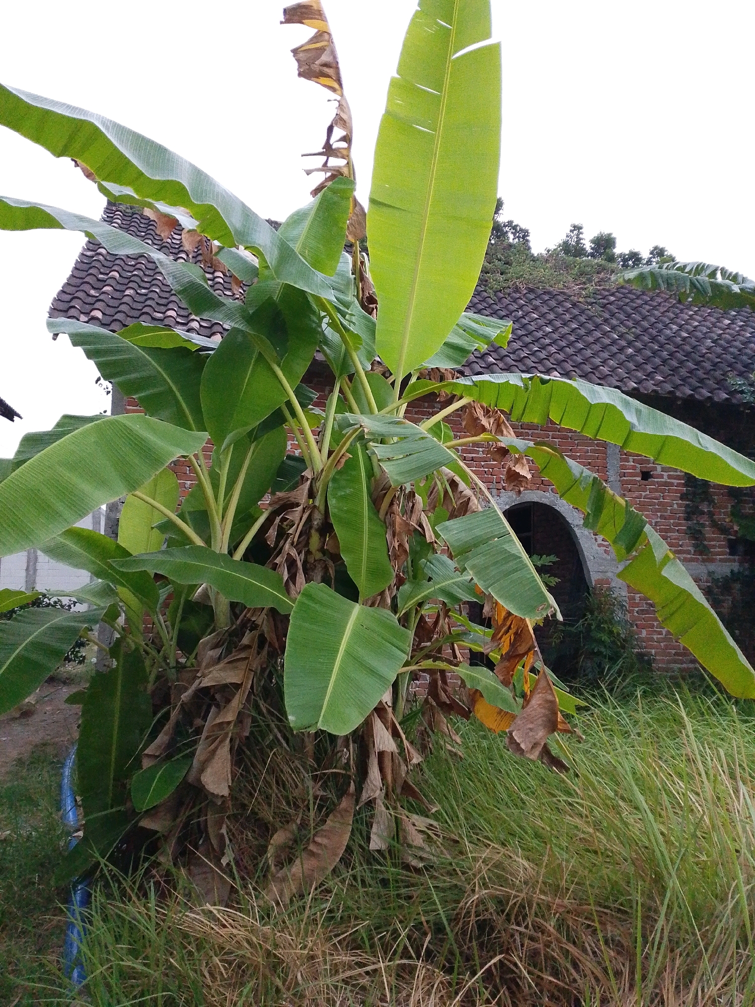 This image, taken in Sugio, Indonesia, features a cluster of banana trees with large, green leaves and some dried, brown foliage at their base. Behind the banana trees, a brick building with a tiled roof is visible, featuring an arched opening. The ground is covered with grass, and the sky is overcast.