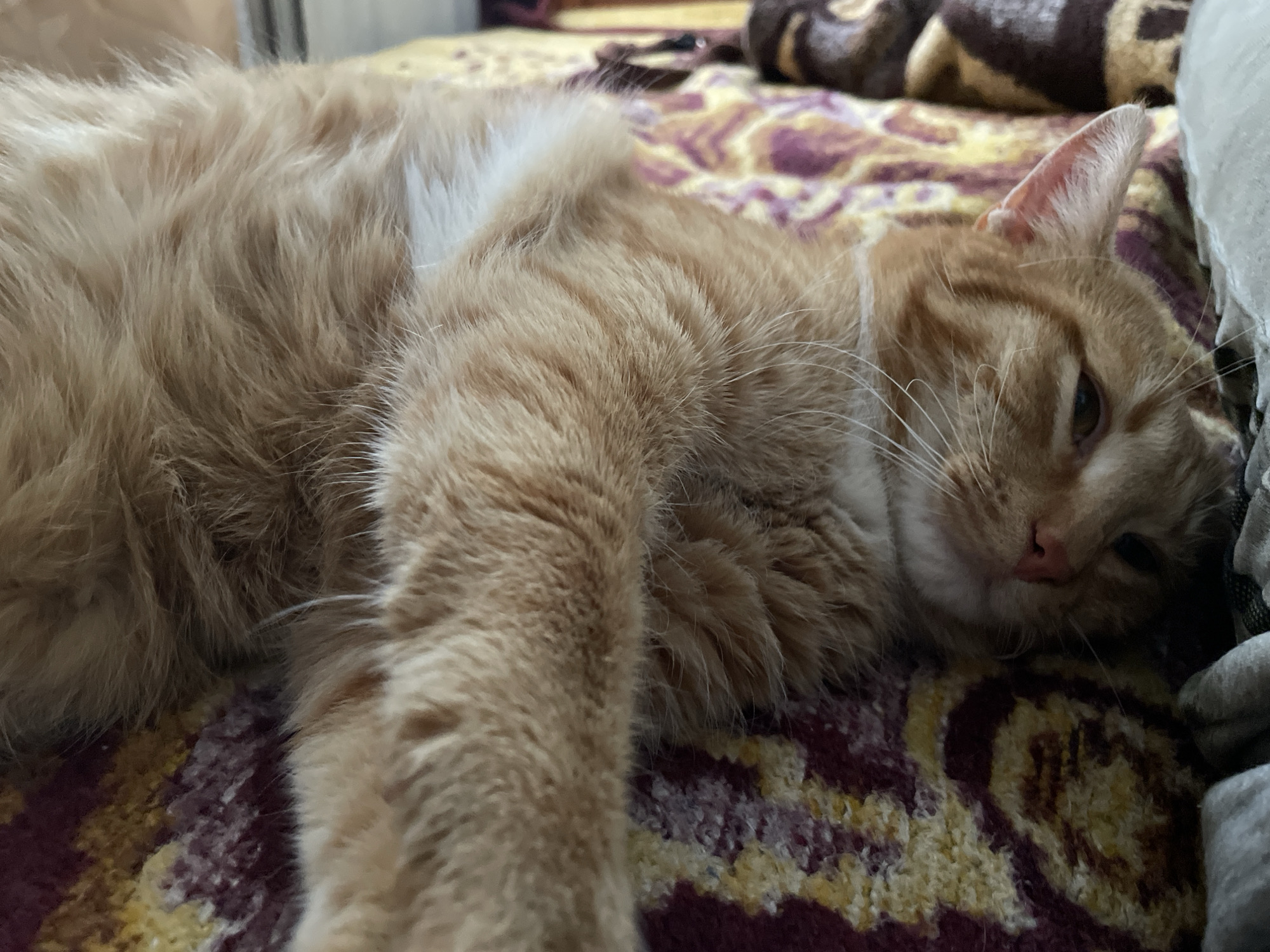 An orange tabby cat lies on a bed or sofa covered with a patterned blanket. The cat is positioned mostly on its side, with one paw extended towards the viewer. The cat's fur appears soft and fluffy. Its eyes are partially closed, suggesting relaxation or sleepiness. The background is slightly blurred, indicating a shallow depth of field. There are no people visible in the image. There is no explicit evidence connecting the image to the city of Zlatograd, Bulgaria.