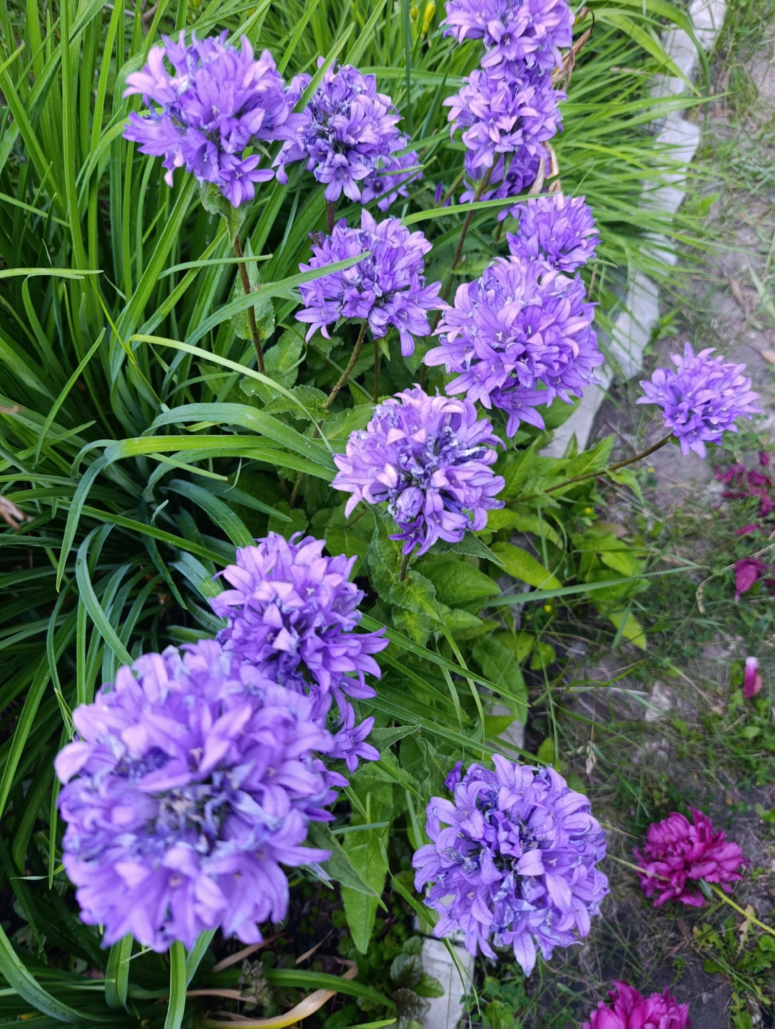 A close-up, eye-level vertical shot captures a cluster of bell-shaped purple flowers with green foliage. The flowers are in varying stages of bloom, with some fully open and others still budding. The background is a mix of green grass, dry earth, and a concrete border. The scene appears to be a garden or park. There are no people or animals present in the image. The lighting suggests it is daytime. The specific location of Bratske, Ukraine, cannot be determined from the visual information alone.