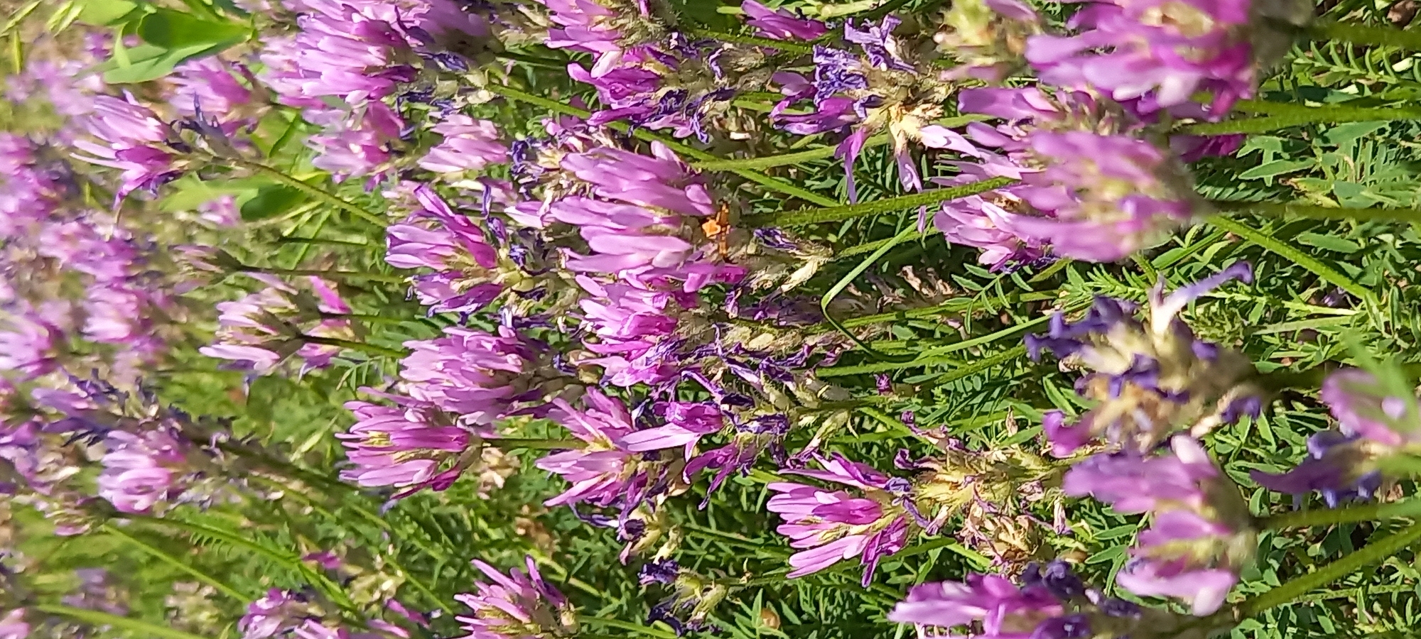 The image shows a close-up, vertical view of a patch of purple wildflowers with green foliage. The flowers are clustered together on thin green stems, with some of the petals appearing delicate and slightly faded. Some of the flower heads have a feathery appearance with multiple small, elongated petals. There are also dried, darker purple remnants of previous blooms interspersed among the fresh ones. The background is a blur of green, suggesting a densely growing field or garden. The lighting suggests it is daytime, with sunlight illuminating the scene, creating some highlights on the petals and stems. One small orange insect, possibly a bee or fly, is visible nestled within the flowers. The overall impression is of a natural, sunlit outdoor scene. The context provided indicates the location is Kryvyi Rih, Ukraine. There is no visible text in the image.