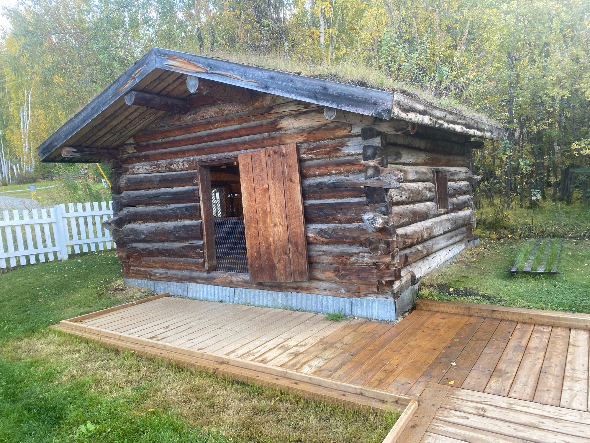 The image shows a rustic log cabin with a sod roof situated in a grassy outdoor area, likely in Dawson City, Canada, given the context provided. A wooden boardwalk leads up to the cabin's entrance. The cabin is constructed from rough-hewn logs and features a wooden door that is partially open, revealing a black metal grate behind it. Two small, square windows are visible on the side of the cabin. A white picket fence runs along the left side of the image, bordering the grassy area. The surrounding environment consists of trees with autumn foliage in the background and grass on the ground. The sky is overcast. There are no people visible in the image. The boardwalk appears recently installed, with some sections lighter in color, suggesting they are newer or less weathered than others.