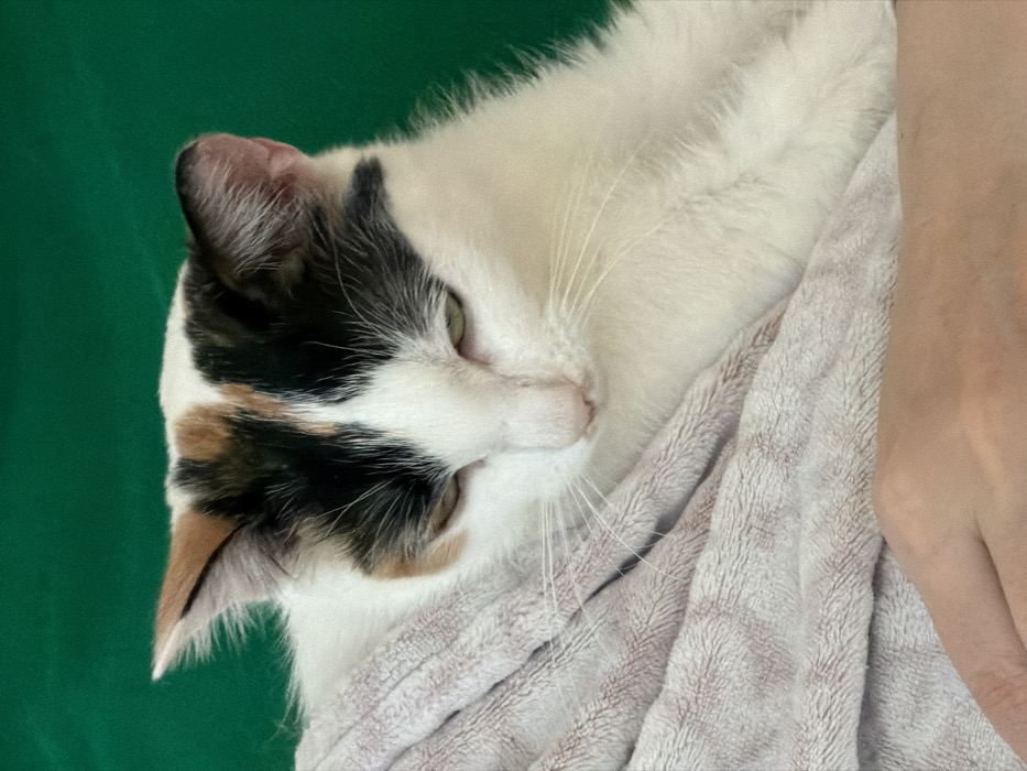 In the city of Rossiyskiy, Russia, a calico cat with white, black, and brown fur patches is partially visible, oriented facing downwards and slightly to the left. Its eyes, partially closed and green, are directed towards an unseen point below. The cat's pink nose and white whiskers are prominent. It is resting on a light-colored, textured, possibly fleece or towel-like blanket. A human hand, with a light skin tone, is visible at the bottom right, partially supporting the blanket and the cat. The background is a solid, vibrant green color.