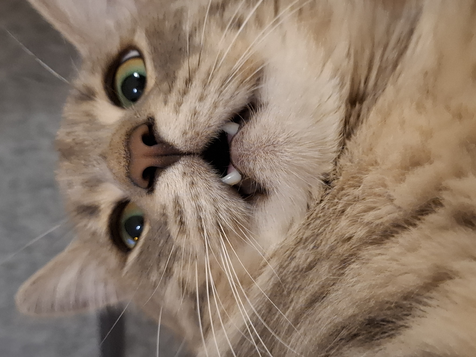 The image is a close-up, low-angle shot of a tabby cat's face. The cat's mouth is slightly open, revealing two visible incisors. Its eyes are wide and green with yellow around the pupils, and its nose is dark and moist. Long white whiskers fan out from its muzzle. The background appears to be a textured, gray surface, possibly a blanket or wall. There are no people or identifiable objects related to the city of Zemun Urban Municipality, Serbia, visible in the image.