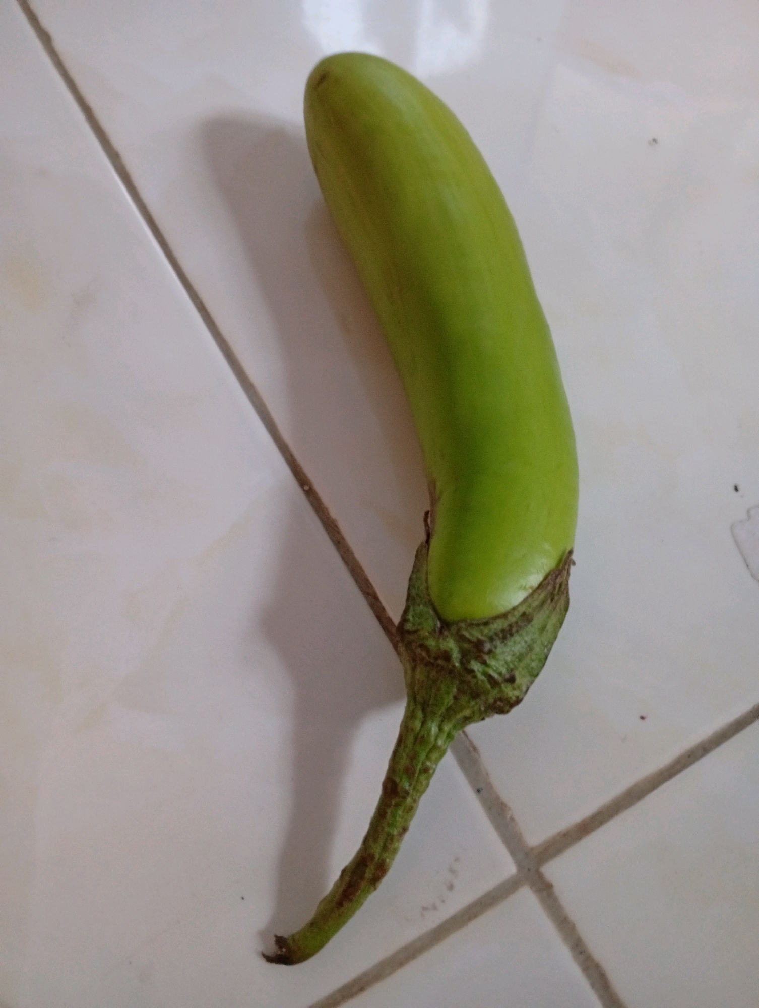 A long, slender, light green eggplant rests diagonally on a white tiled surface. The eggplant is positioned with its stem end pointing towards the bottom left of the frame and its rounded tip towards the top right. The stem is green and slightly rough, with some brown striations. The surface beneath the eggplant appears to be a tiled floor, with visible grout lines running horizontally and diagonally. The lighting suggests an indoor setting, with a shadow cast by the eggplant on the tiles. There are no people visible in the image. The image is a close-up shot, focusing solely on the eggplant and its immediate surroundings. The location is Kebondalem, Indonesia.
