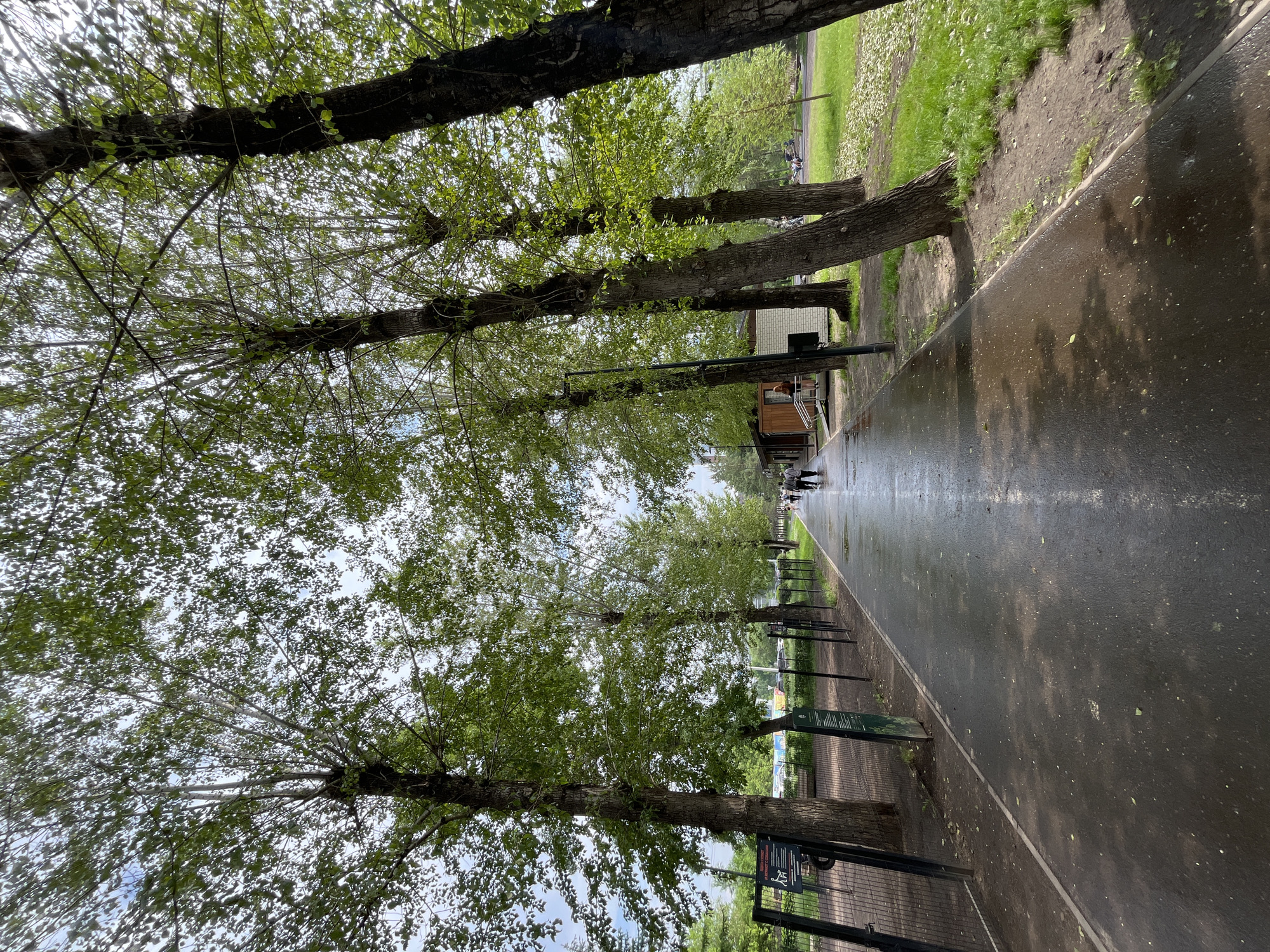 The image depicts a paved pathway in a park, lined with tall trees on both sides. The pathway is wet, indicating recent rain or watering. A metal fence runs along the left side of the path, bordering a dirt area with some signage. On the right, a grassy area with scattered fallen leaves is visible, along with more trees. In the distance, a small building with a wooden facade and a brick section stands near the path. A few people are walking on the pathway, some in the distance and others closer to the building. The scene suggests a public park in Krasnoyarsk, Russia, possibly after a rain shower.