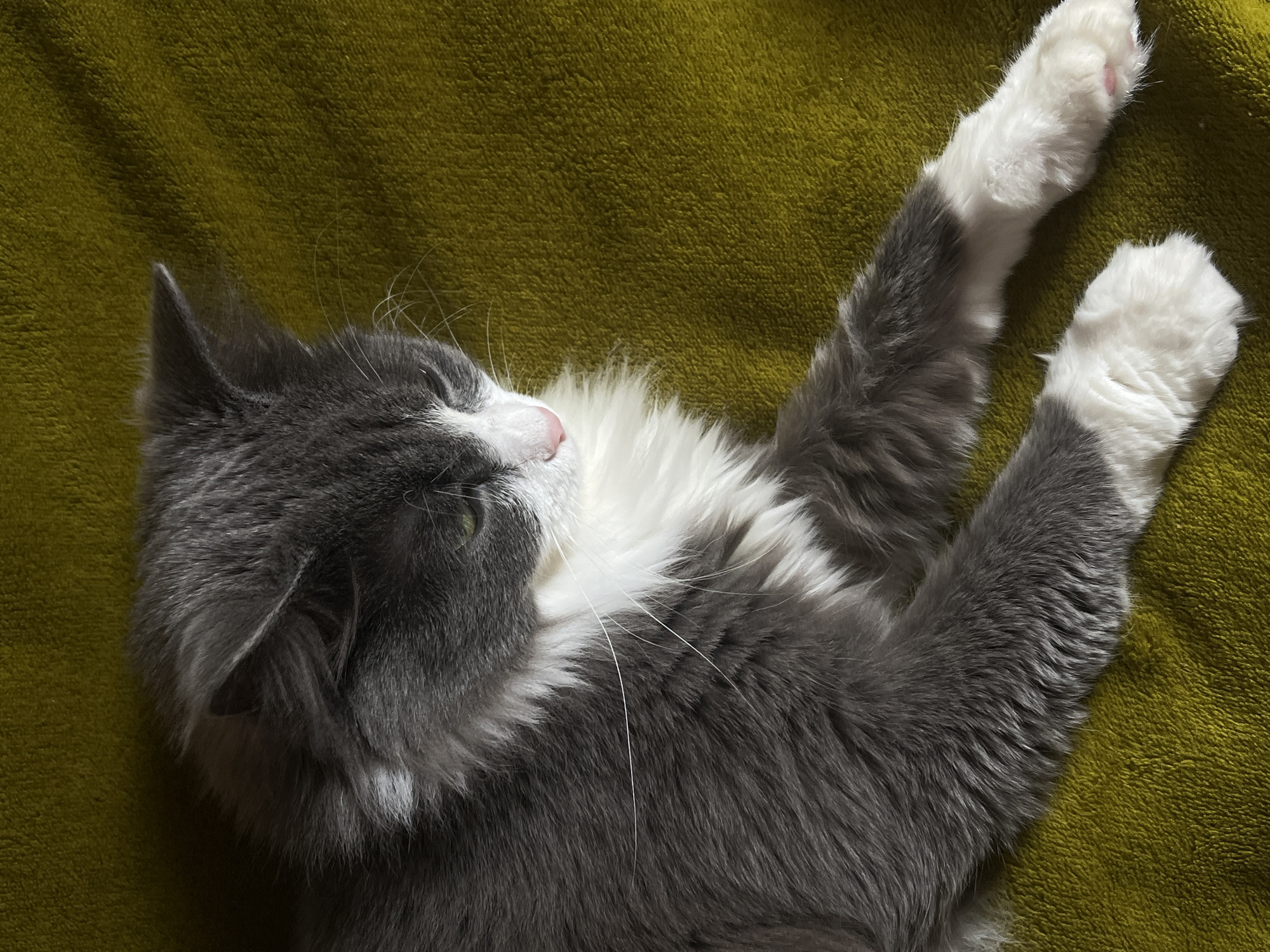 A gray and white cat is resting on an olive green blanket. The cat is on its back with its hind legs extended upward and white paws exposed. The cat's head is turned to the left, revealing its gray fur, white chest, pink nose, and closed eyes. The location is not discernible from the image.