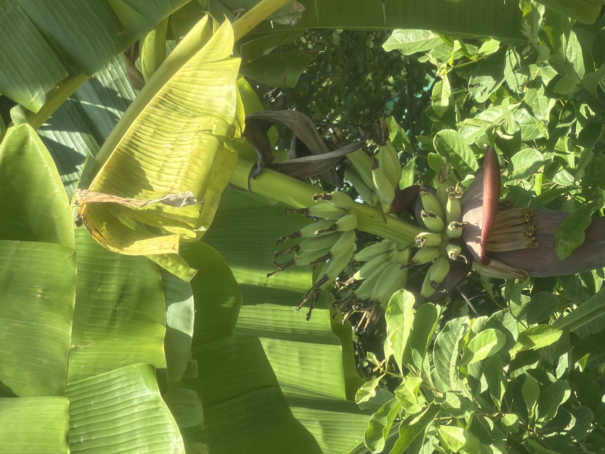 This media file captures a close-up view of a banana plant in Phong Phú, Vietnam. The primary subjects are the large, vibrant green banana leaves, which form a lush canopy in the foreground and midground. Interspersed among the leaves is a developing banana bunch, with several small, green bananas visible. At the end of the stalk, a reddish-purple banana flower is present, with its bracts beginning to open, revealing the emerging bananas. The background shows more greenery, suggesting a natural, outdoor setting, possibly a garden or plantation.
The image appears to have been taken during daylight, with bright sunlight casting strong shadows and highlighting the texture of the leaves and fruit. The lighting suggests it could be late morning or early afternoon. The overall impression is one of natural growth and the beginning of a harvest. There are no people or specific objects other than the plant itself. No text is visible in the image. The scene evokes a sense of tropical abundance and the natural processes of fruit development.
