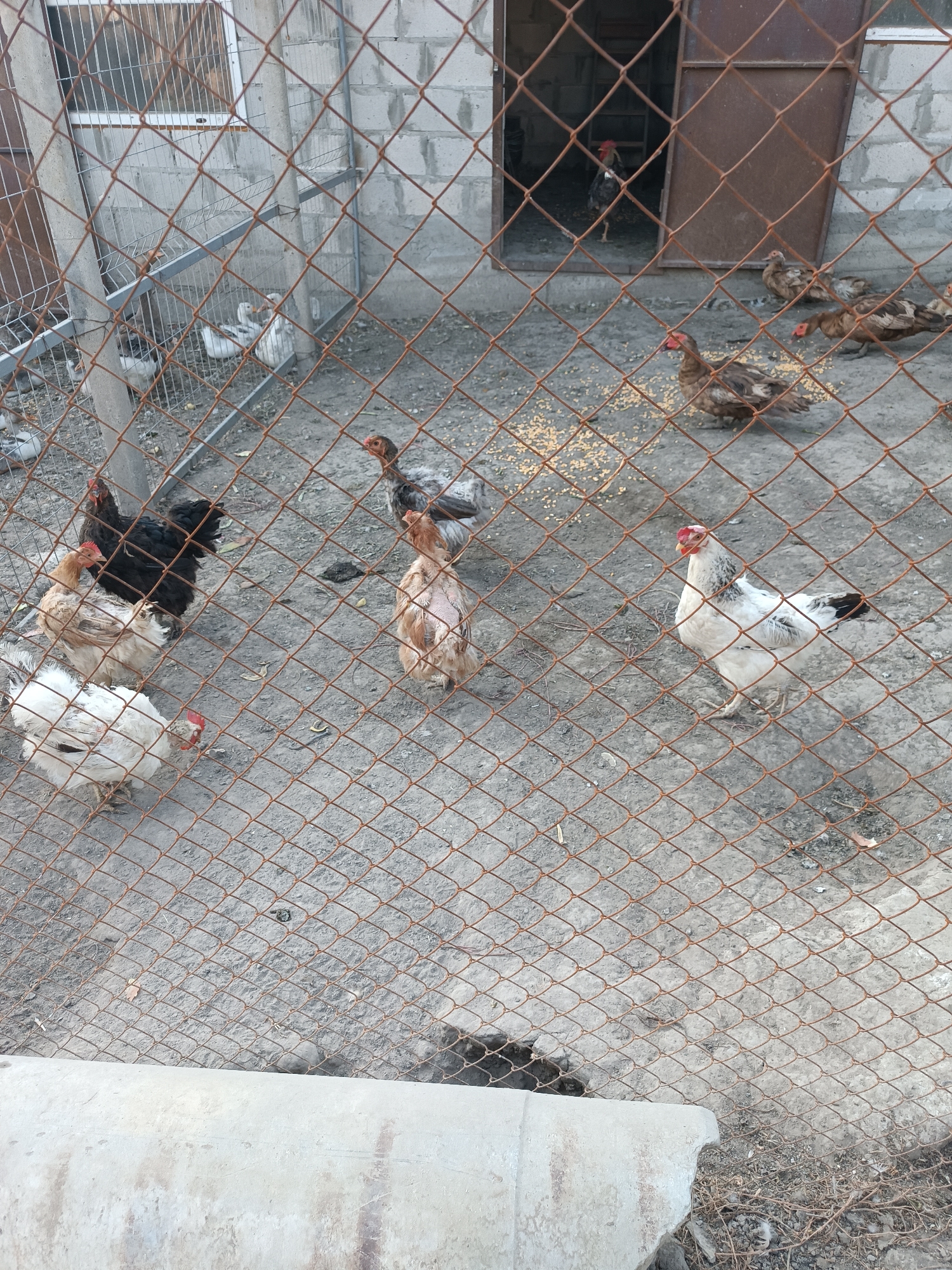 A high-angle, medium shot captures an outdoor chicken enclosure in Leușeni, Moldova. The foreground is dominated by a weathered, rust-colored chain-link fence, obscuring the view of the scene within. Beyond the fence, several chickens and some ducks are visible. In the upper left quadrant, two white ducks are huddled together. To the right of the ducks, several brown and tan ducks are scattered, some pecking at a pile of yellow feed. In the center-left of the enclosure, a black chicken stands alert, with a lighter colored chicken beside it. Further right, a white chicken with black markings stands facing the viewer, and another chicken, mostly pinkish-brown with patches of missing feathers, is also present. In the background, a chicken coop with a dark brown door is visible, and a rooster can be seen standing in the open doorway. The ground within the enclosure is a mix of dirt and gravel. The overall scene depicts a typical farmyard environment.