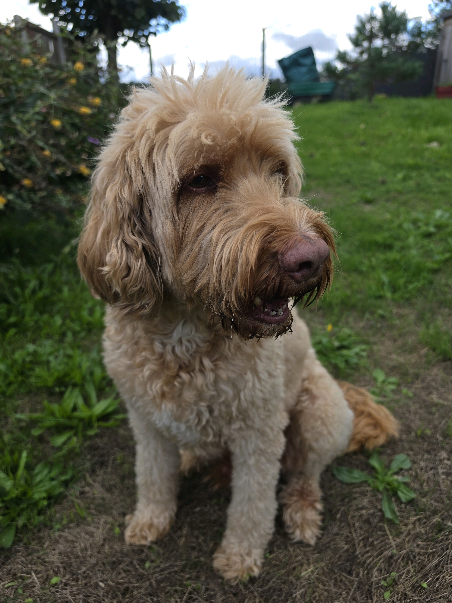A light brown dog with shaggy fur sits on dry grass in a backyard setting. The dog is facing to the right of the frame, with its head tilted slightly upward. Its mouth is open, revealing some teeth and what appears to be a pink tongue. The dog's fur is lighter around its face and legs, and darker on its back and tail. In the background, there is green grass, some yellow flowers, and out-of-focus trees and a green bench. The sky is partly cloudy. The location is identified as Newark and Sherwood, United Kingdom.