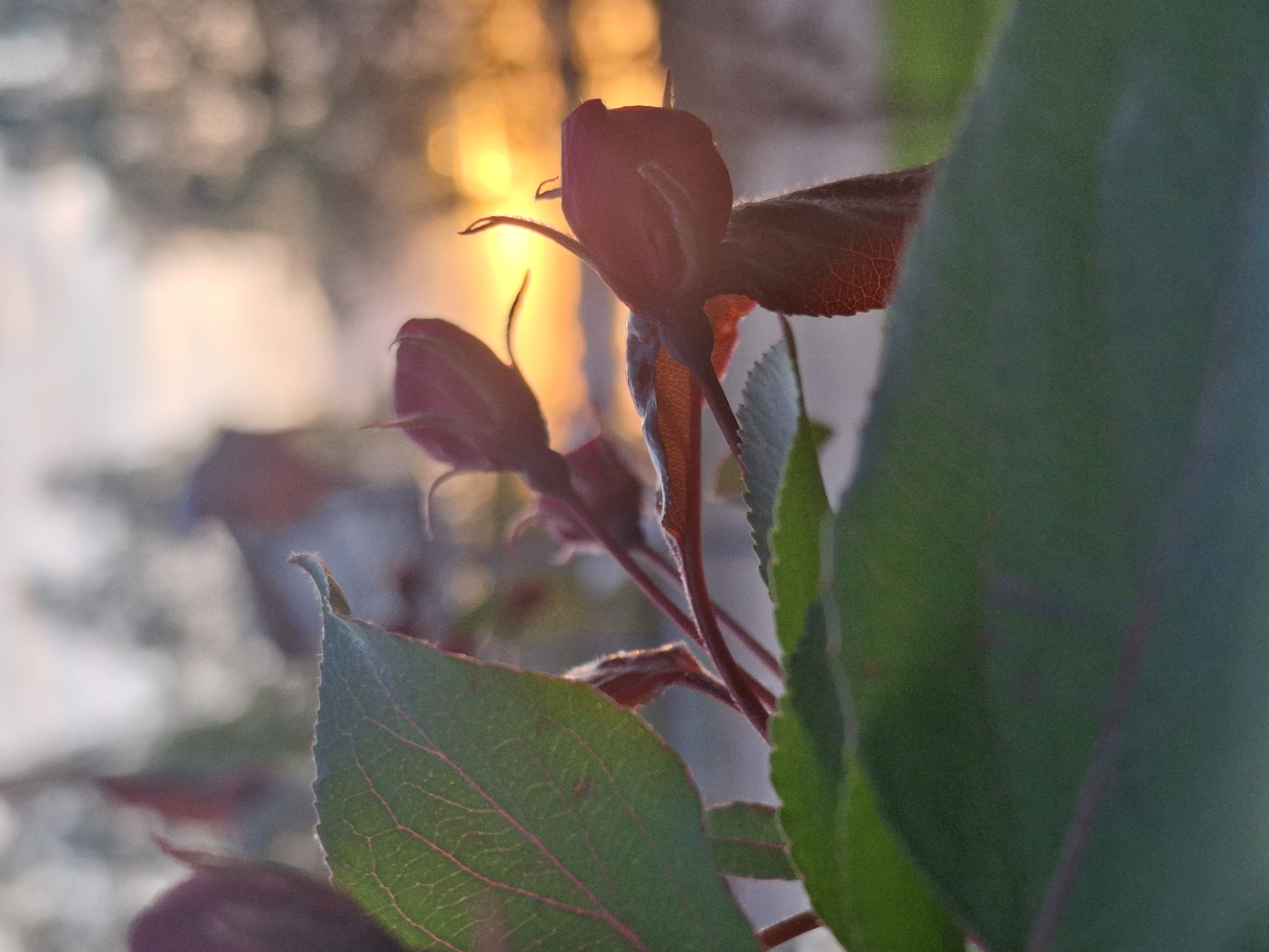 The image shows a close-up of flower buds and leaves. The flower buds are a dark red color, and some are beginning to open. The leaves are a mix of green and red, with visible veins. The background is blurred, but there are hints of light and bokeh. There is no indication of the city of Chaikovsky, Russia, or any other specific location in the image itself.