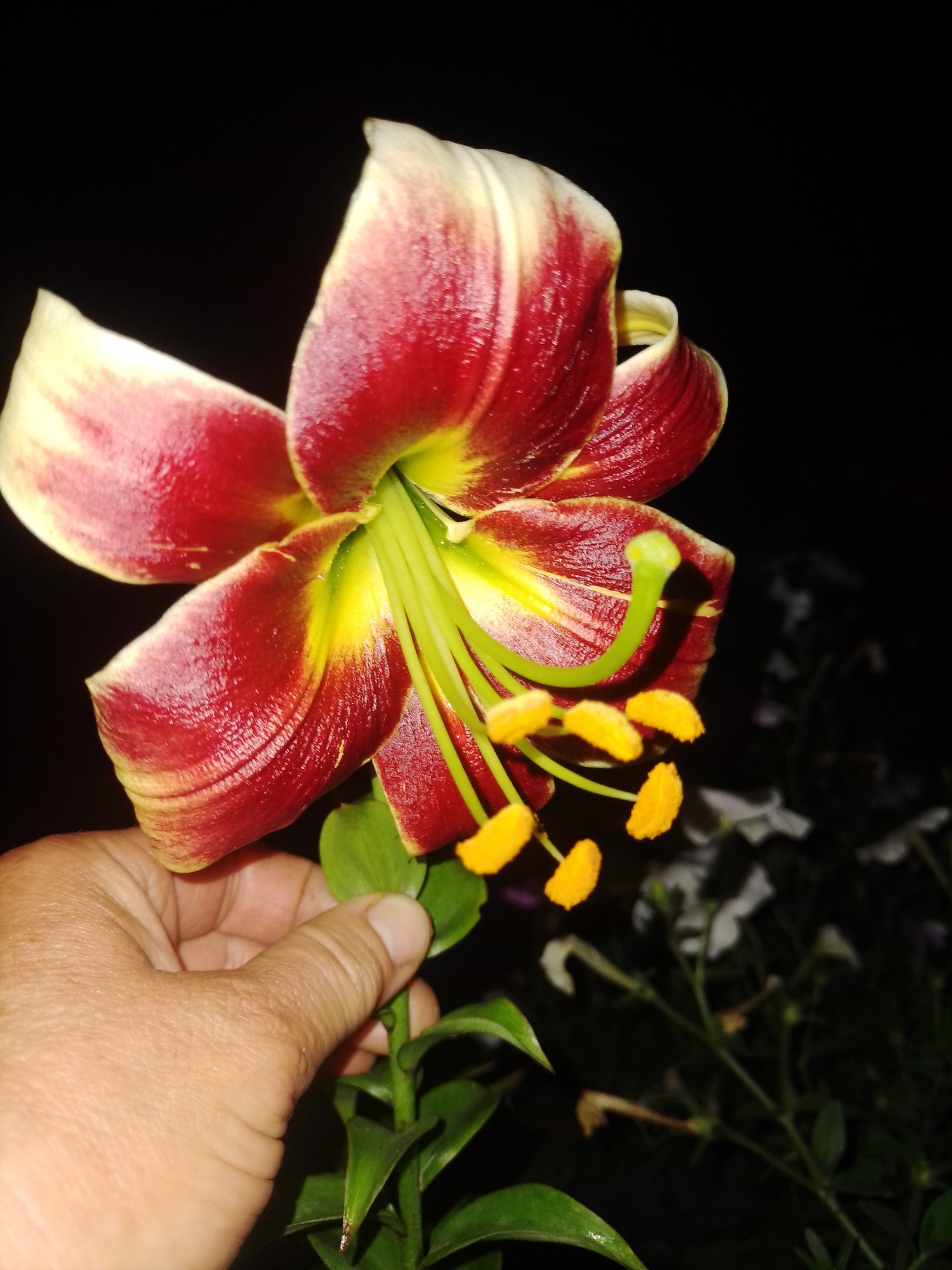 A human hand with light skin holds a lily in its stem, its fingers partially obscuring the lower stem. The lily itself is a large, dark red and yellow bi-colored flower with a dark background. The flower's petals are wide and reflexed, displaying a gradient of deep red at the edges to yellow near the center. Prominent green stamens with bright yellow anthers extend from the flower's core. The background is dark and out of focus, with faint shapes of other plants and white flowers visible. The image is taken in Ustyvytsia, Ukraine.