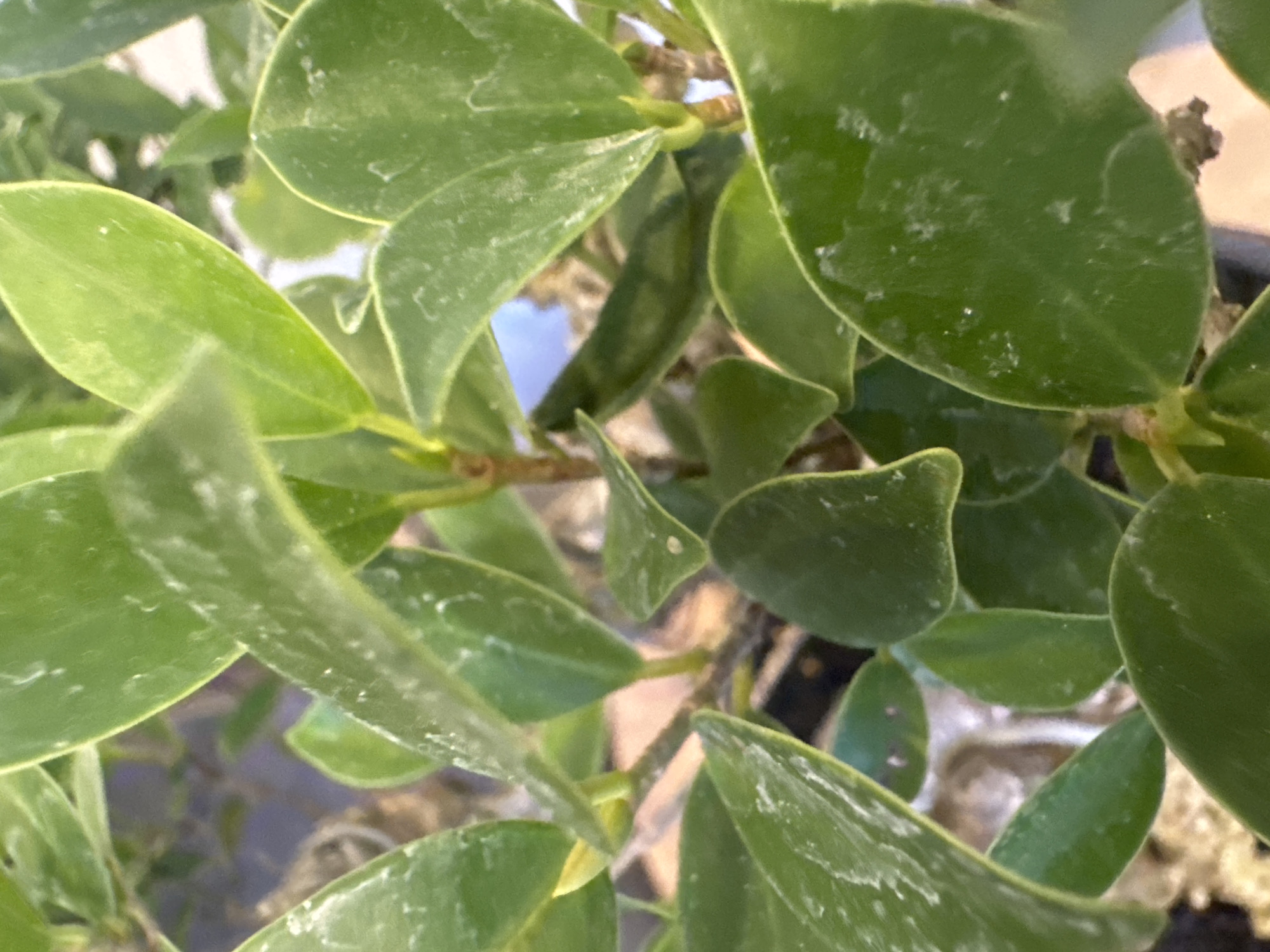 A close-up, eye-level, outdoor photograph shows a cluster of dark green leaves on a plant, with light dusting on the leaves. Some leaves are rounded and ovate, with smooth edges. The leaves are arranged on thin, woody stems. In the background, out of focus, is a blurry, light brown textured surface, possibly soil or mulch, and a hint of blue sky. The image has a shallow depth of field, making the foreground leaves sharp and the background soft. The lighting is natural, suggesting daylight. The scene is not in Kuta Selatan, Indonesia; it is an indoor shot of a plant.
