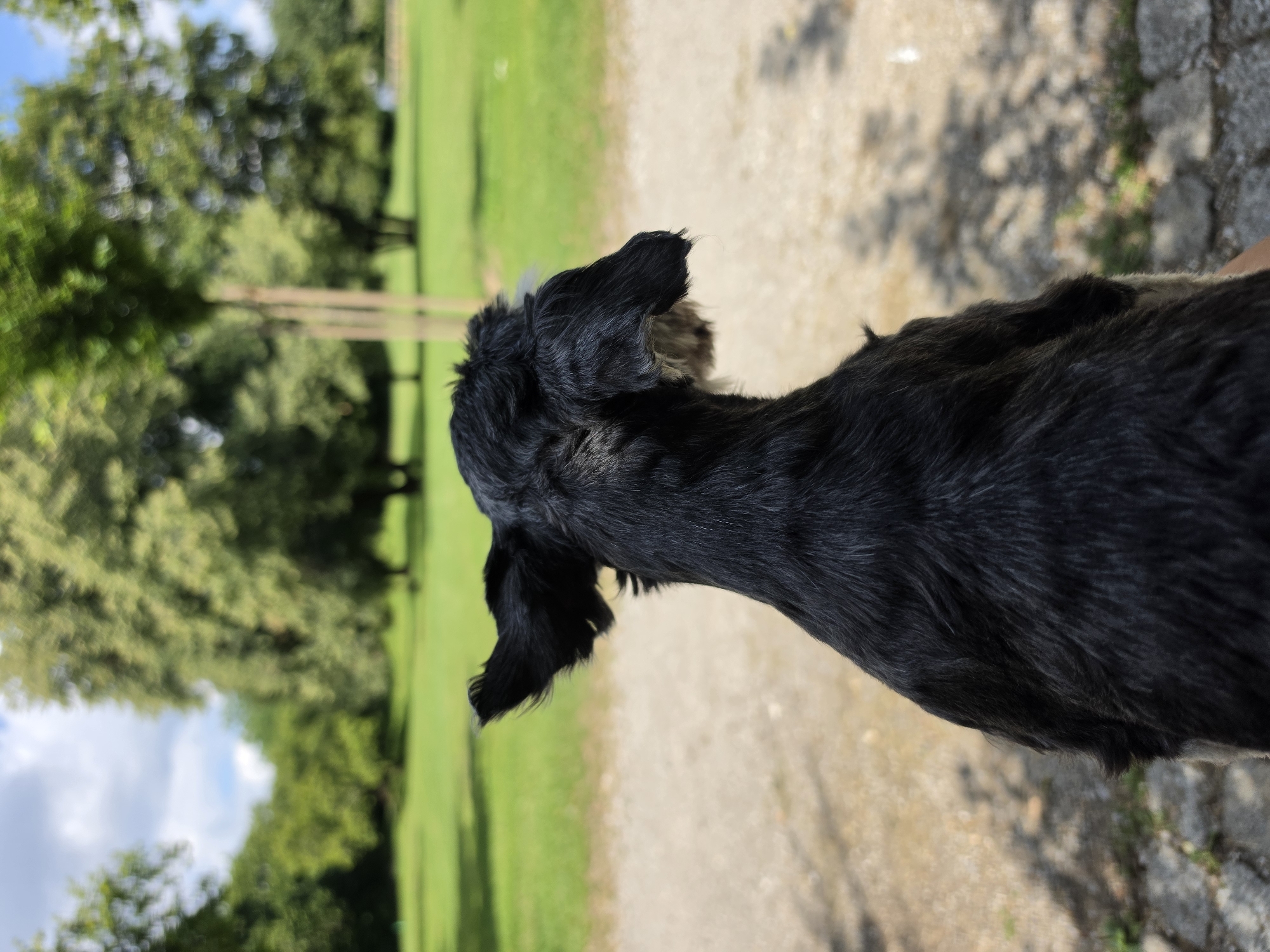The image shows the back of a black dog's head with its ears up, facing away from the camera. The dog is outdoors in a park-like setting. In the background, there is a green lawn with several large trees. The ground in front of the dog appears to be a gravel path, with some dappled sunlight and shadows visible. The sky above is partly cloudy. The scene is likely a park in Munich, Germany, given the typical appearance of such green spaces in the city. There are no people visible in the image.