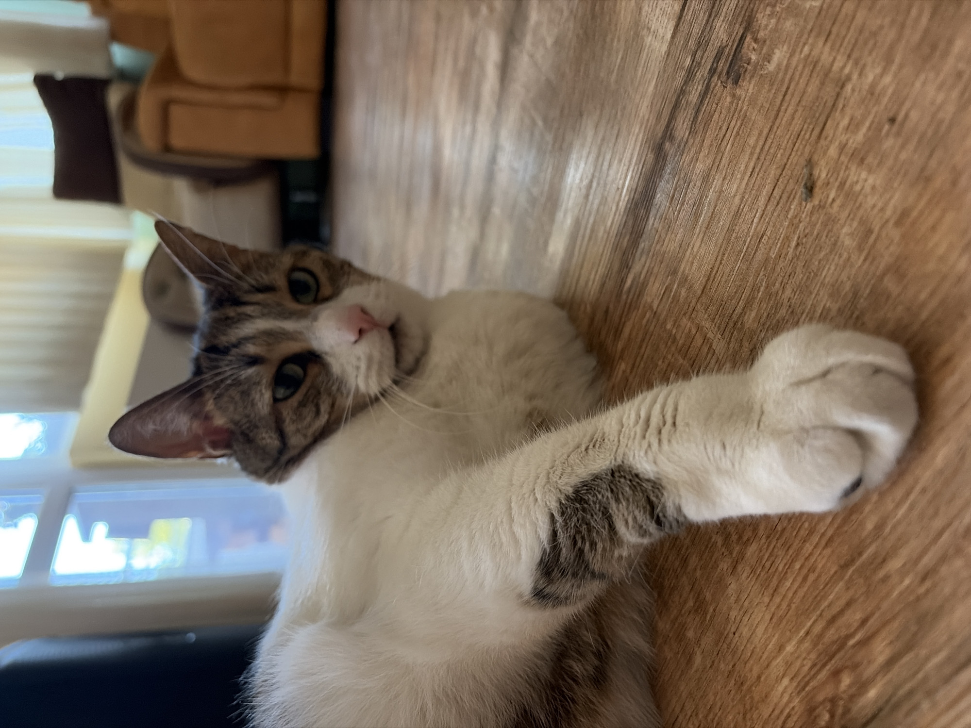 The image captures a close-up, eye-level view of a tabby and white cat lying on a wooden floor. The cat is positioned in the foreground, with its body extending towards the left side of the frame, and its head facing the camera. The cat's fur is predominantly white with patches of brown and gray tabby markings. One of its front paws is extended forward, resting on the floor. The cat's gaze is directed towards the viewer.
The background is softly blurred, revealing hints of a domestic interior. A large window with a grid pattern is visible on the left, letting in natural light and showing an out-of-focus outdoor scene. Further back, a couch and other furniture are discernible, suggesting a living room or lounge area. The flooring appears to be laminate or hardwood, with a visible wood grain texture.
The lighting suggests an indoor setting, likely during the day, with light filtering in from the window. The overall impression is one of a relaxed domestic scene. There are no humans or other animals visible in the frame. The focus is entirely on the cat and its immediate surroundings.