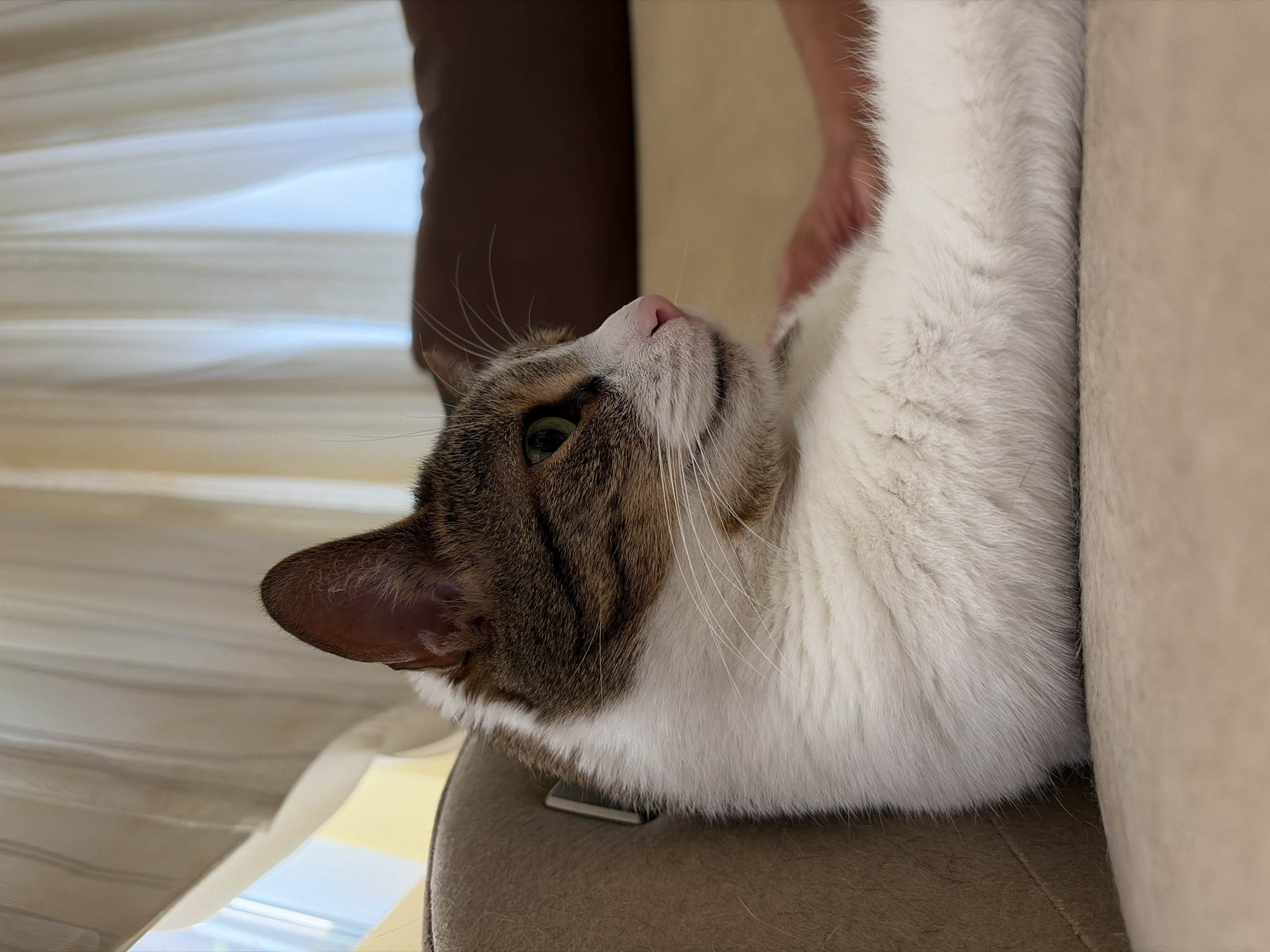 A tabby and white cat is lying on its side on a light brown surface. The cat is facing to the right, with its head tilted slightly upwards. Its fur is white on its chest and belly, and brown and black tabby markings on its head and back. The cat's green eyes are visible, and its nose is pink. A human hand is visible in the background, resting on the cat's fur. The background is blurred, but appears to be an indoor setting with curtains and a brown sofa. The lighting suggests it is daytime.