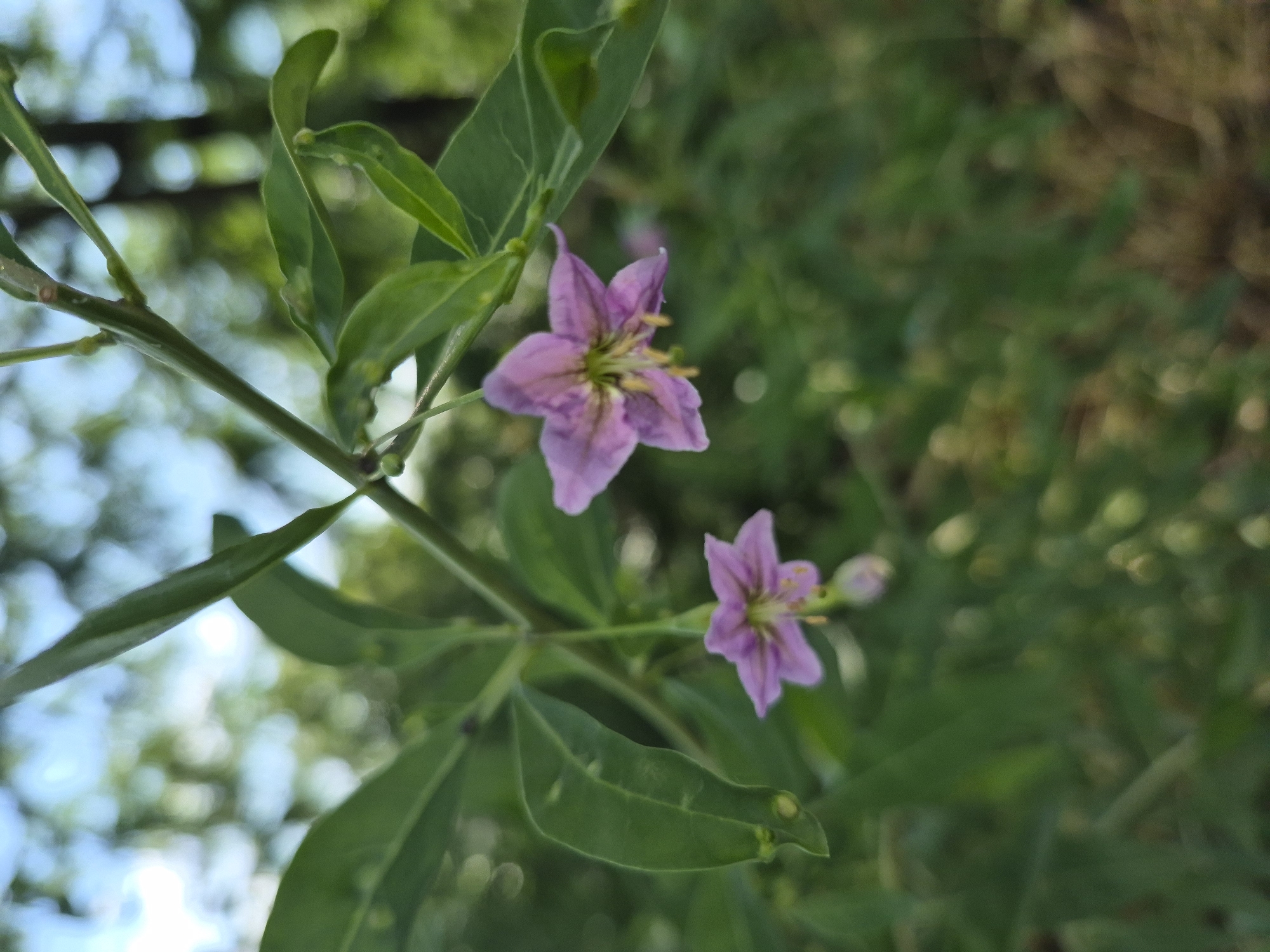 The image features two delicate, five-petaled purple flowers with yellowish-green centers. They are attached to a thin green stem, which also supports several elongated green leaves. The flowers and leaves are the primary subjects, rendered in sharp focus, while the background is softly blurred, creating a bokeh effect. The background consists of various shades of green, suggesting foliage and possibly a natural outdoor setting. Light is visible as soft, circular highlights in the background, indicating dappled sunlight or reflections. One flower is larger and positioned towards the upper left, while the other, smaller flower is situated lower and to the right. The image appears to be a close-up, macro-style photograph. No people, text, or specific location cues are visible. The overall mood is serene and natural.