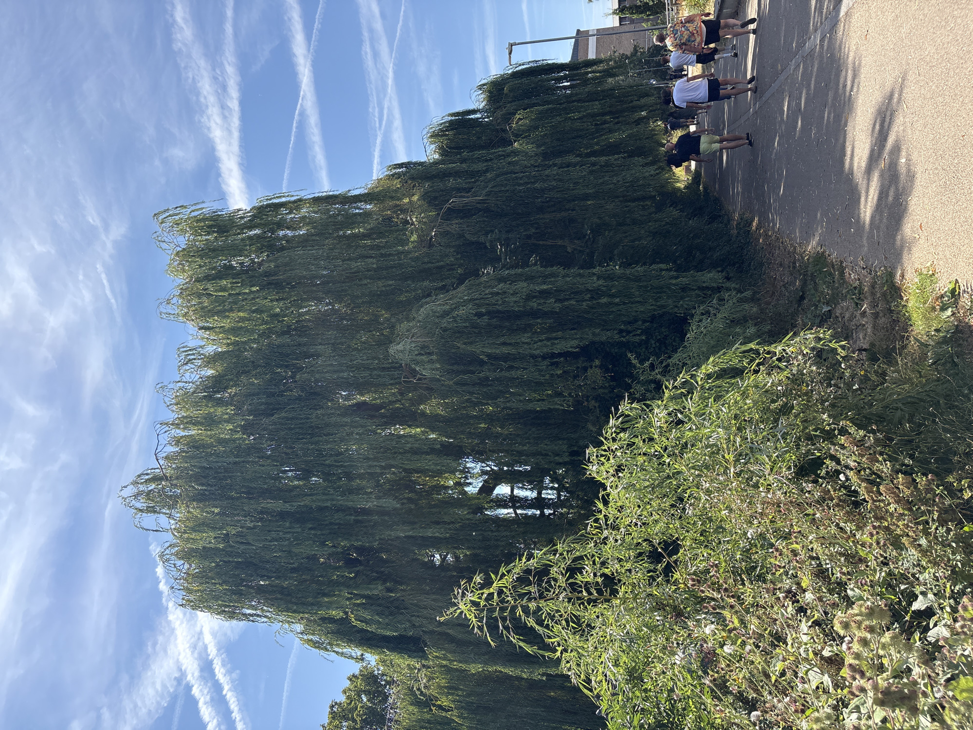 A group of four individuals is captured from behind, walking along a paved path adjacent to a large weeping willow tree. The path is on the right side of the image, with the tree dominating the left. The sky is a clear blue with wispy white clouds, and there are contrails from an aircraft visible. The tree's branches hang down, creating a shaded canopy over a portion of the path. In the foreground, to the left of the path, is a dense patch of green foliage, including some plants with thistle-like seed heads. The people are dressed casually in shorts and t-shirts, with one person wearing a brightly colored floral shirt. They appear to be walking in the same direction, away from the viewer. The scene suggests a pleasant, sunny day in a park or along a walkway in Chelmsford, United Kingdom.