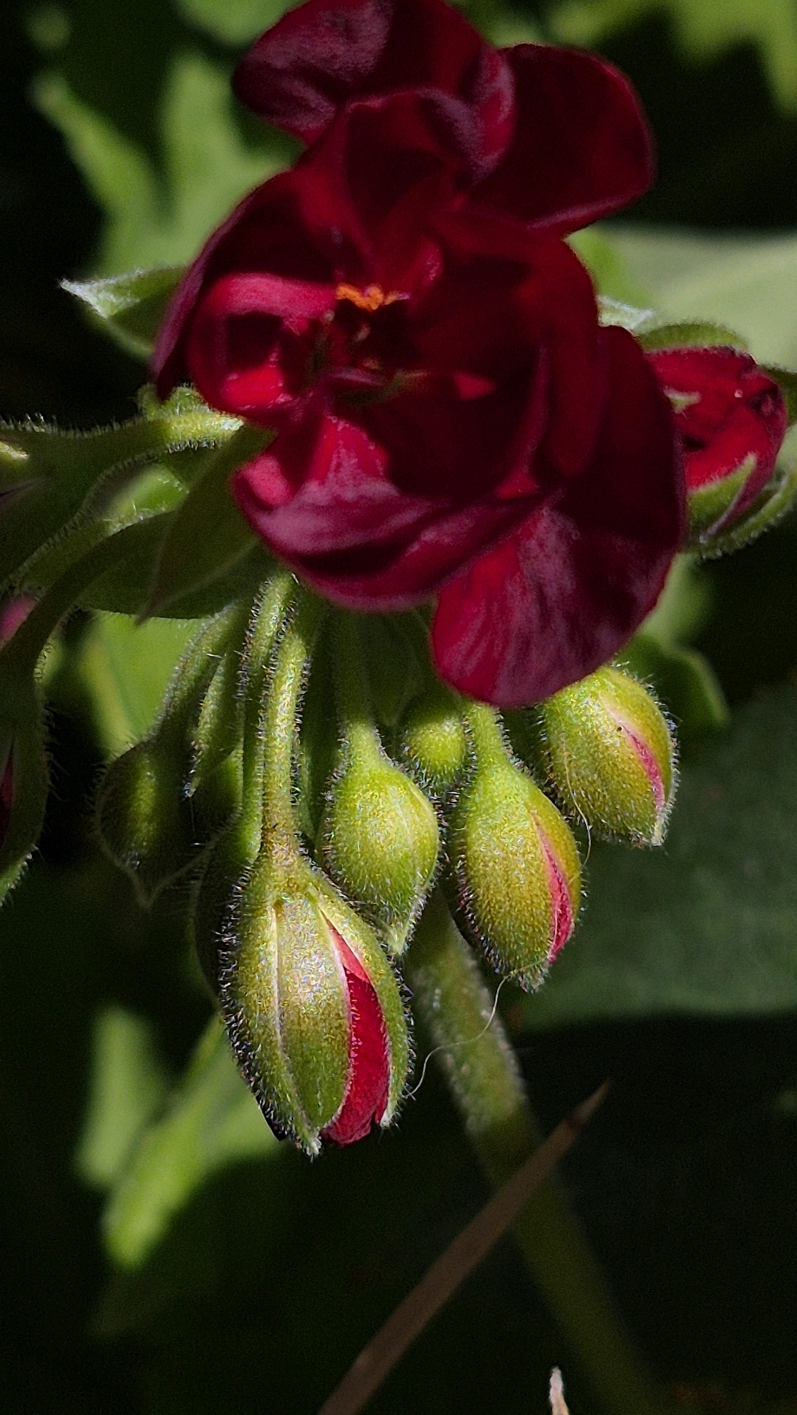 A close-up, high-angle shot focuses on a cluster of deep red flower buds and one open flower with red petals. The flower buds are green with visible pink tips and covered in fine hairs. The background is blurred green foliage and dark shadows. The scene is outdoors in an environment that appears to be a garden or natural setting. There are no people or animals visible.