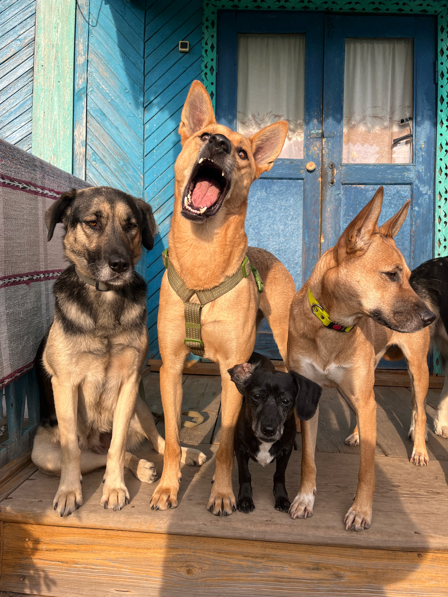A group of five dogs, including a small black puppy, are gathered on a wooden porch in front of a blue-painted wooden structure. The largest dog, a tan German Shepherd mix, is in the center, mouth open as if barking or yawning. To its left, a medium-sized dog with black and tan fur sits calmly, looking towards the viewer. To the right of the large dog, another tan dog stands with its head turned away. The black puppy is positioned in front of the tan dog, looking directly at the camera. The wooden structure behind them appears to be a house or building, with a distressed blue paint finish and decorative trim around a doorway. Sunlight casts shadows across the porch, indicating it is daytime. The setting is likely residential, possibly in a rural or suburban area, and based on the context provided, it is located in the city of Nizhny Tagil, Russia.