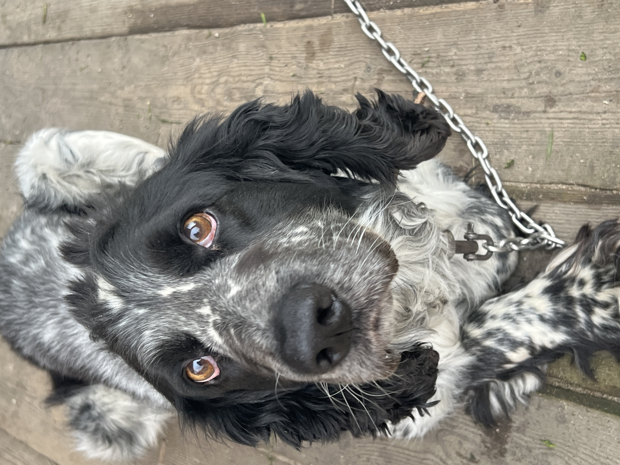 An overhead medium shot shows a black and grey dog lying on a wooden deck in Otradnoye, Russia. The dog, which appears to be a Springer Spaniel, has brown eyes, a black nose, and floppy ears. Its fur is a mix of black, white, and grey, with a speckled pattern on its legs and body. The dog is wearing a collar with a chain attached to it, which lies on the deck to the right of the dog. The wooden deck is made of planks and has a rough texture. There are a few scattered green leaves on the deck. The background is blurred, suggesting the focus is on the dog.