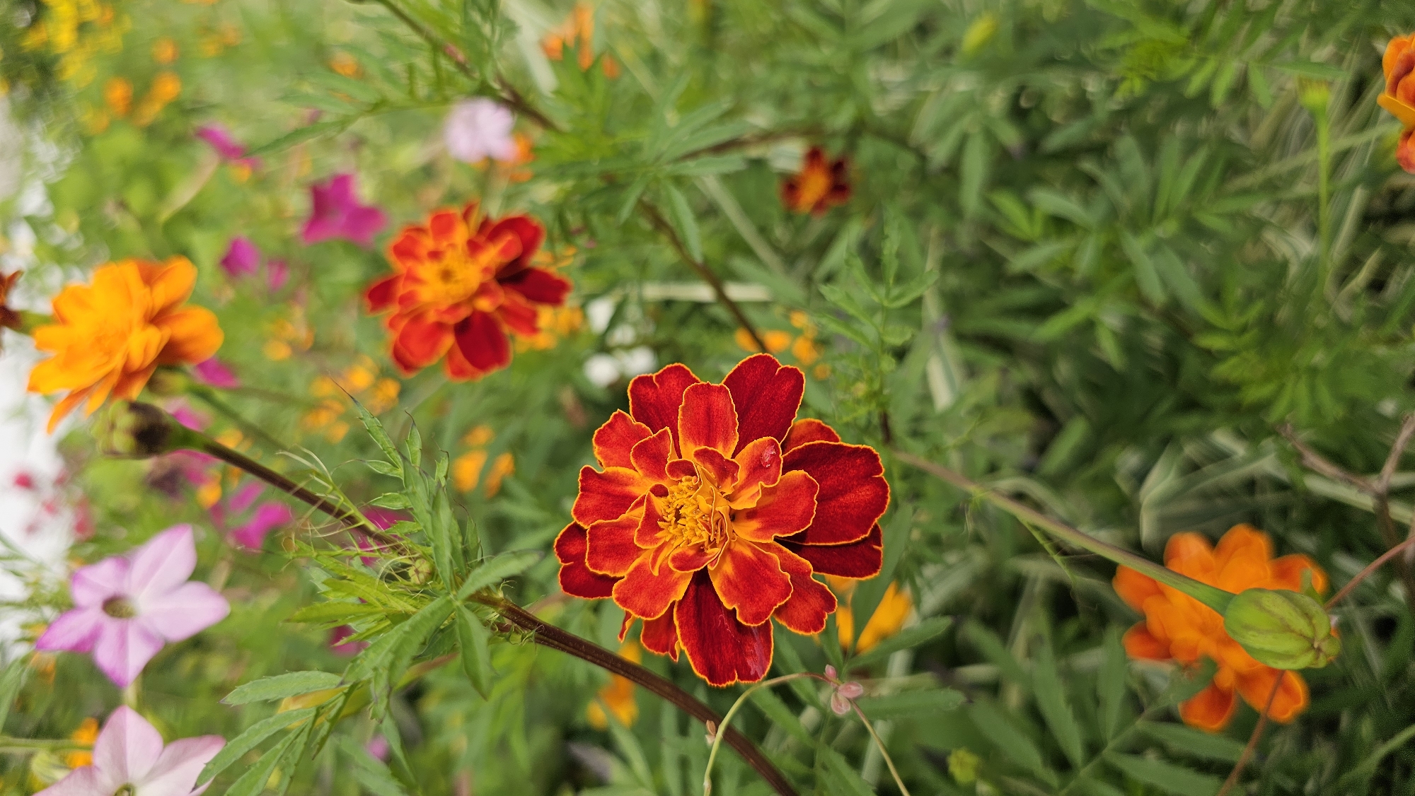 In Markovskii, Russia, a close-up shot captures a patch of vibrant flowers, predominantly marigolds. The central focus is a large, fully bloomed marigold with deep red outer petals transitioning to a bright orange-yellow center. Several other marigolds in various stages of bloom, as well as other colorful flowers like pink cosmos and orange zinnias, are visible in the blurred background, creating a sense of depth and abundance. The foliage is lush and green, with feathery leaves characteristic of marigolds, interspersed with delicate stems and flower buds. The overall scene is one of a natural, overgrown garden, teeming with life and color.
