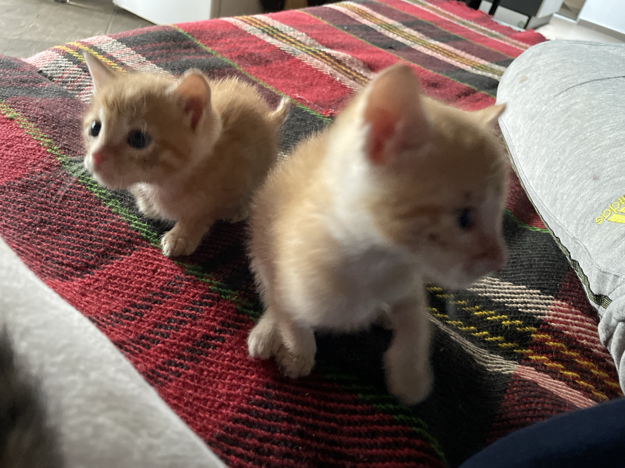 Two orange tabby kittens are positioned on a red, black, yellow, and white striped textile surface. The kitten on the left is further in the background and is in focus, sitting in a stable position. The kitten on the right is closer to the camera, slightly out of focus, and appears to be in motion. A portion of grey sweatpants is visible on the right side of the image. The setting appears to be indoors. The city of Zlatograd, Bulgaria is not discernible.