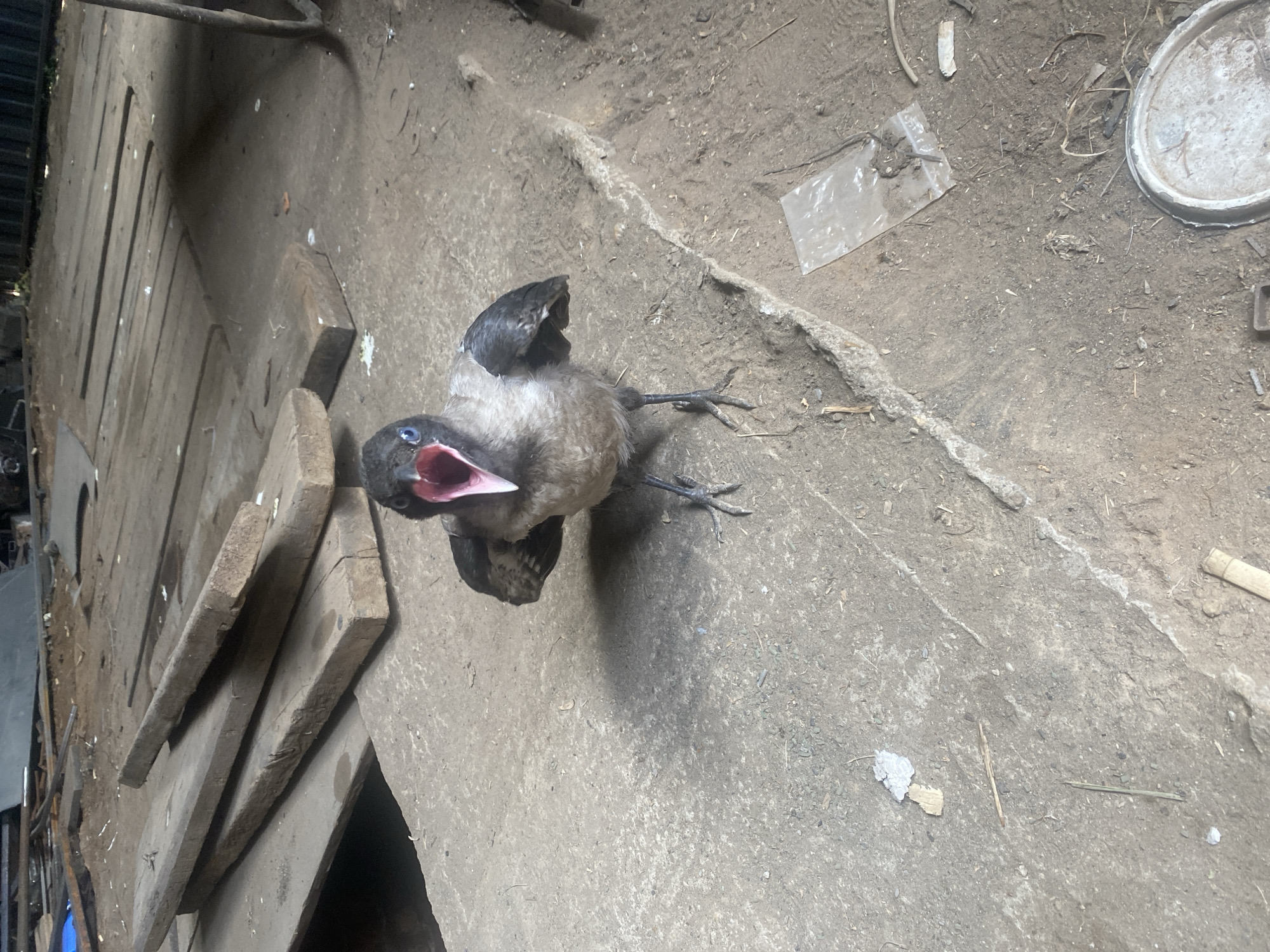 A juvenile crow with its mouth open stands on a dirt and concrete surface, appearing agitated. The crow is grey and black, with bright blue eyes. Its wings are slightly spread, and its beak is wide open, revealing a pink interior. The background shows a cluttered area with wooden planks, metal objects, and debris, suggesting an outdoor industrial or storage space. The ground is uneven, with patches of dirt and concrete. There are no people visible in the image. The scene appears to be in Mamontovo, Russia, though no specific landmarks or identifying features of the city are apparent in the image itself.